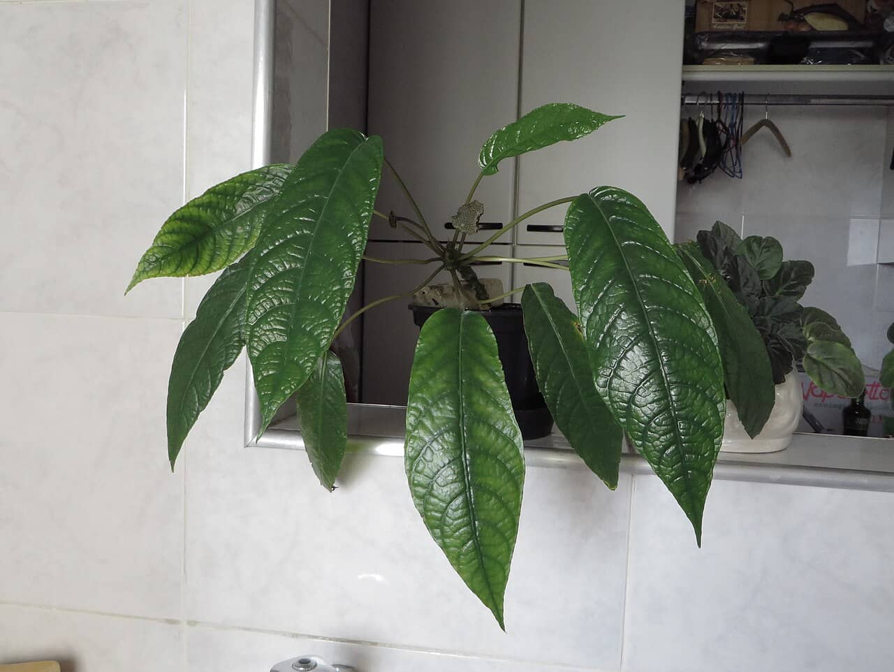 Congo Fig (Dorstenia elata), the whole plant.