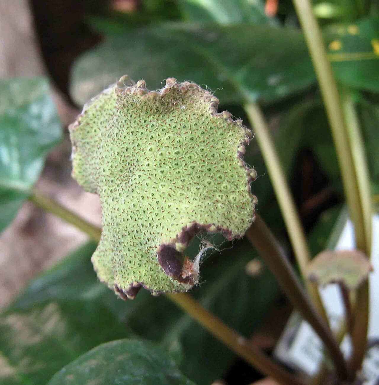 Flowers of Congo Fig (Dorstenia elata).