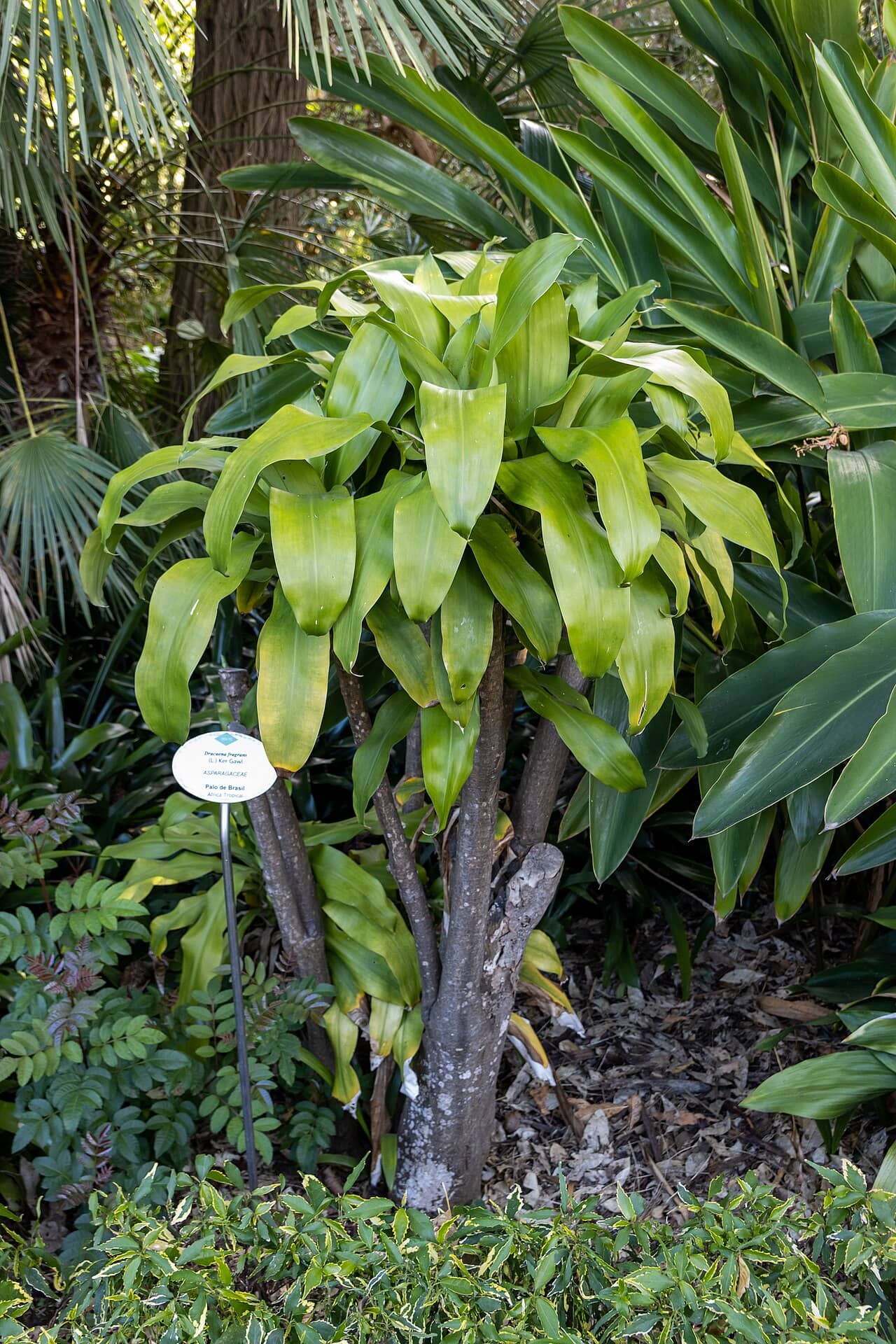 Dracaena (Dracaena fragrans), the whole plant.