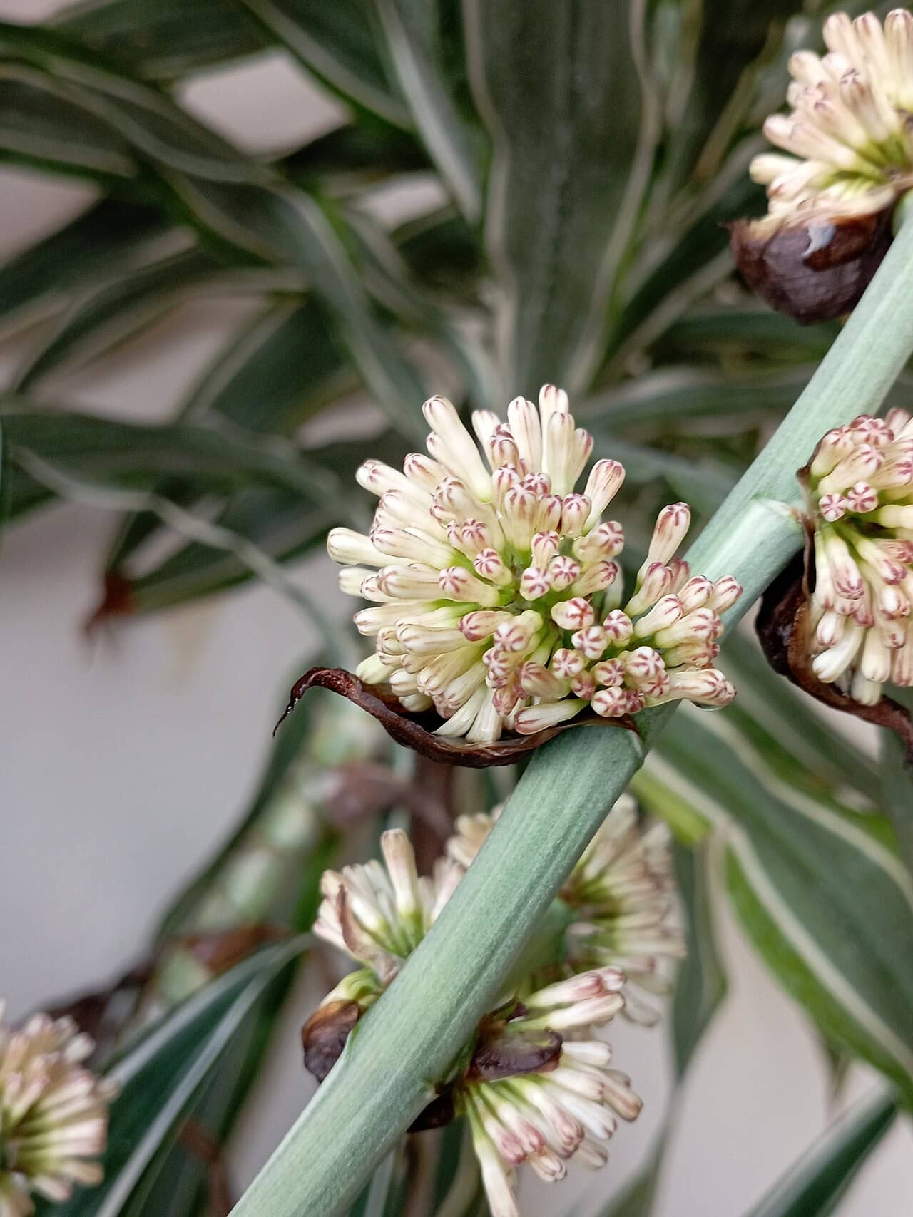 Flowers of Dracaena (Dracaena fragrans).