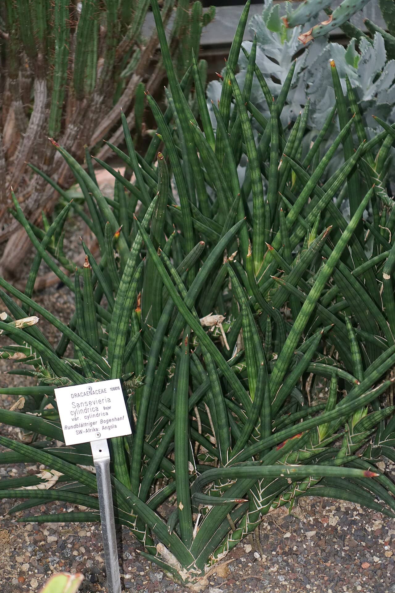 African Spear (Dracaena angolensis), the whole plant.