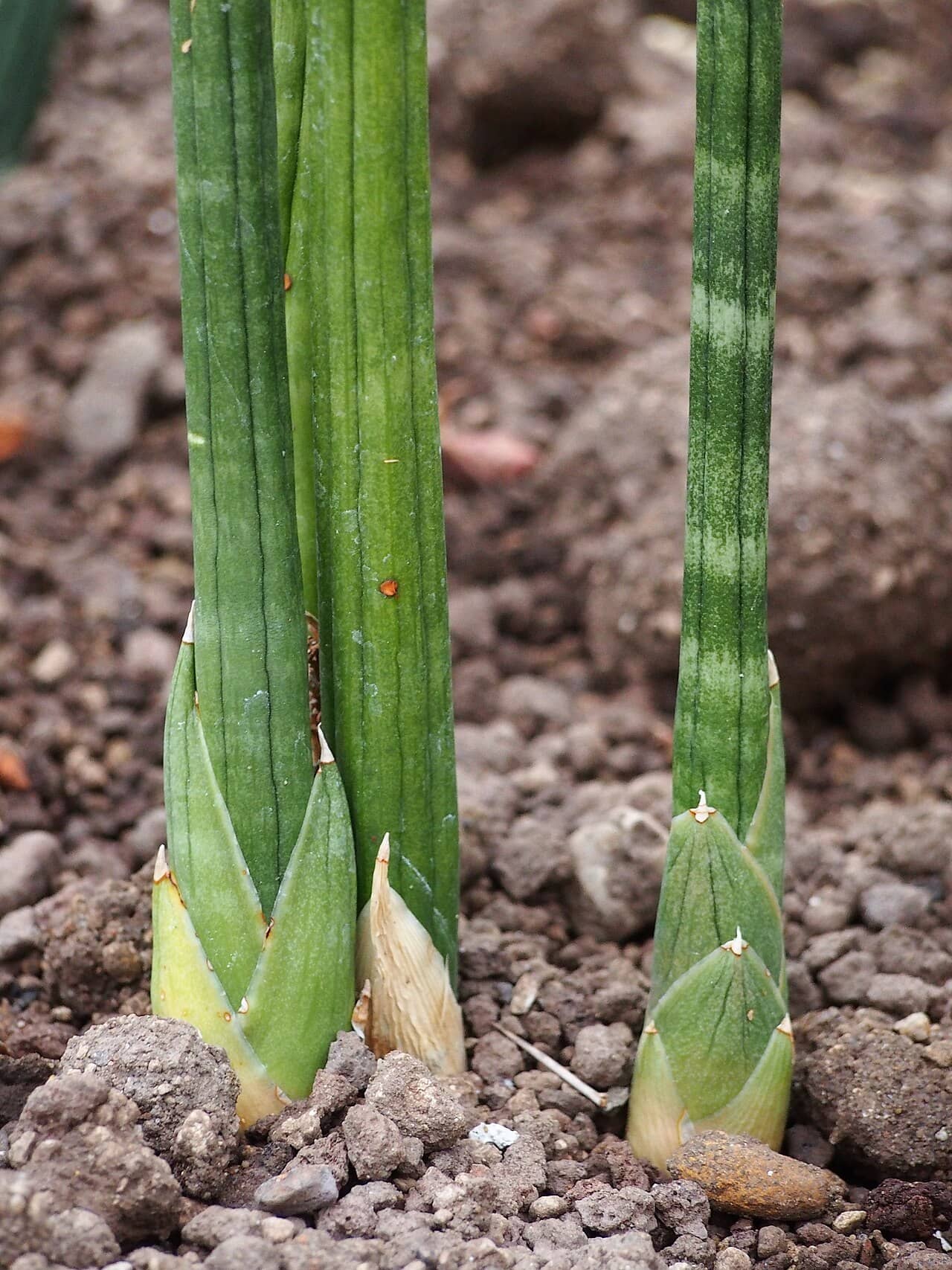 Close view of African Spear (Dracaena angolensis) foliage.
