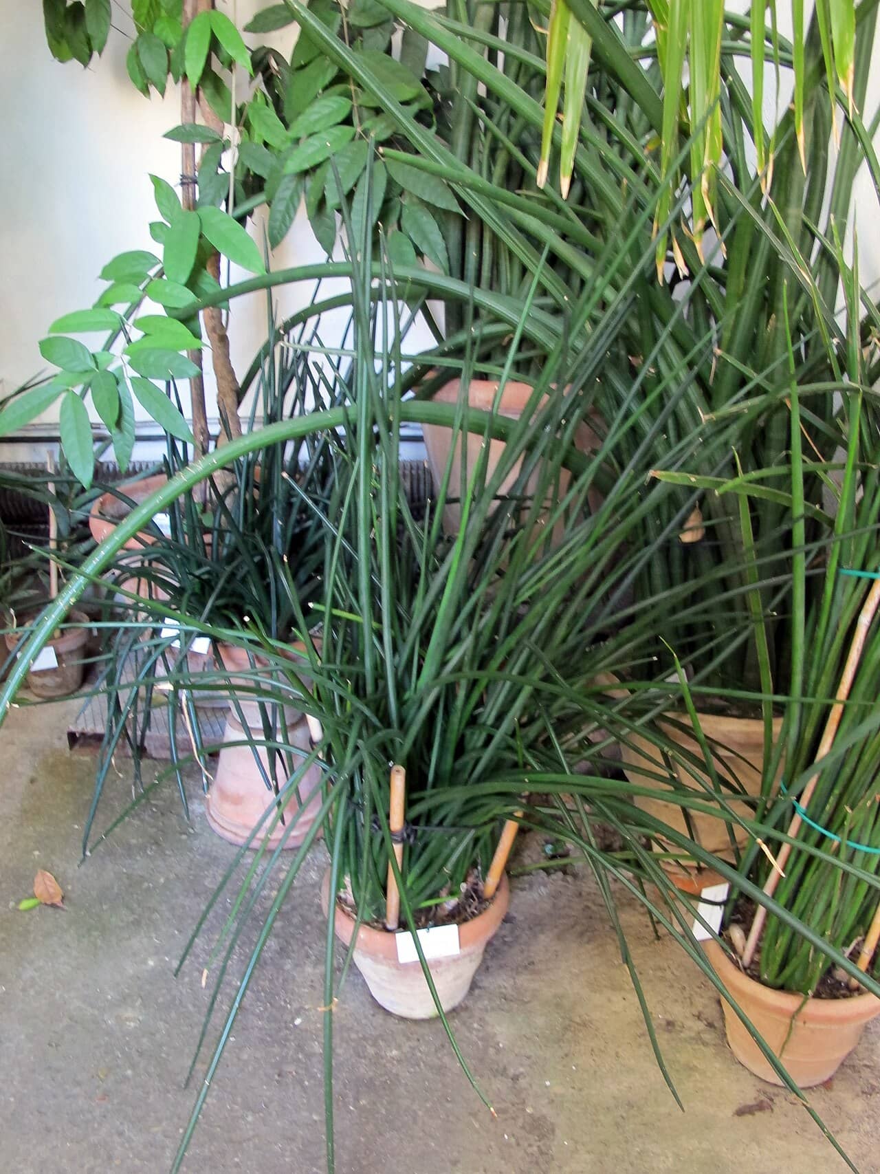 African Spear (Dracaena angolensis) growing in a pot.