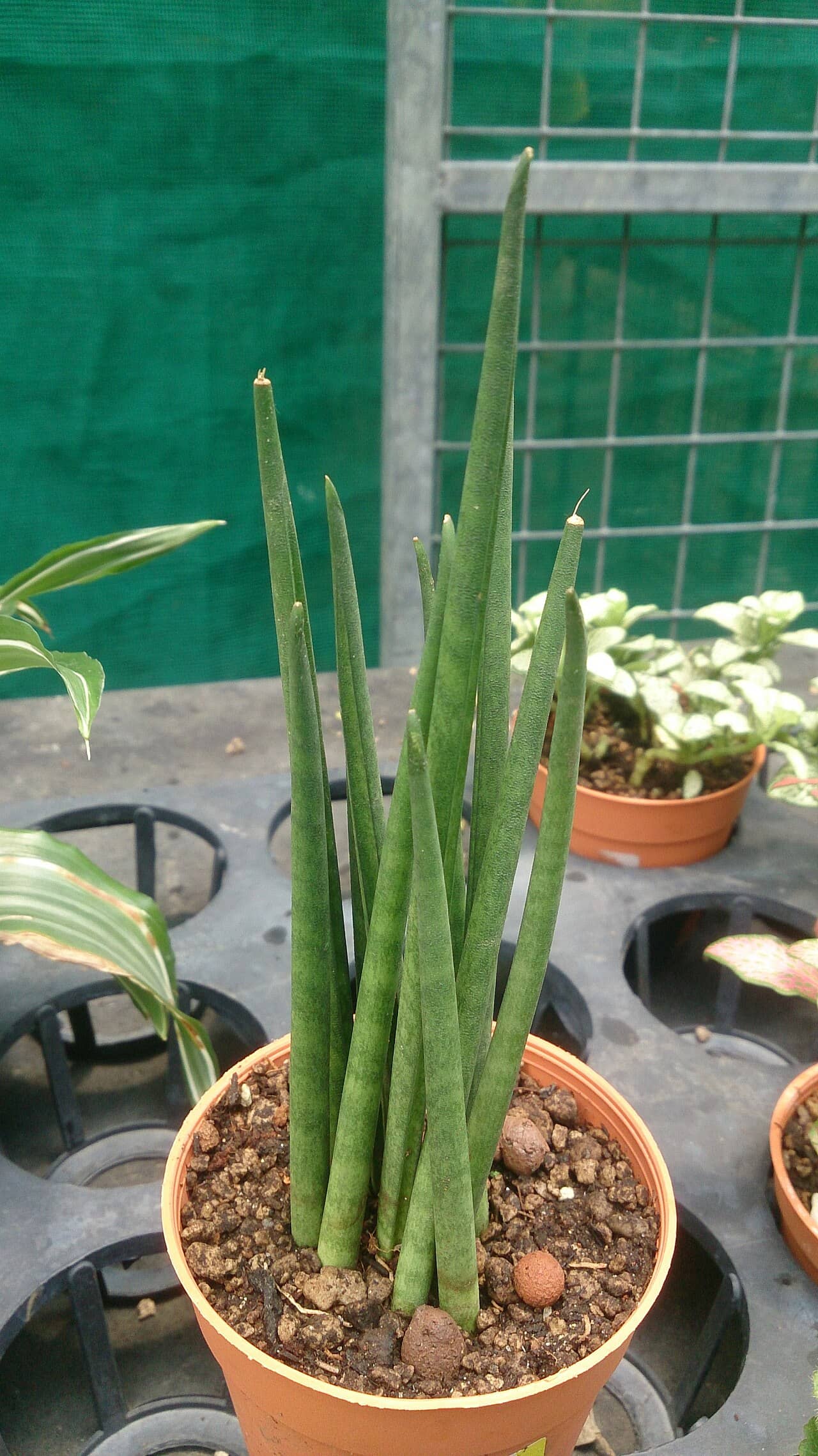 Dracaena bacularis (Dracaena bacularis), the whole plant.