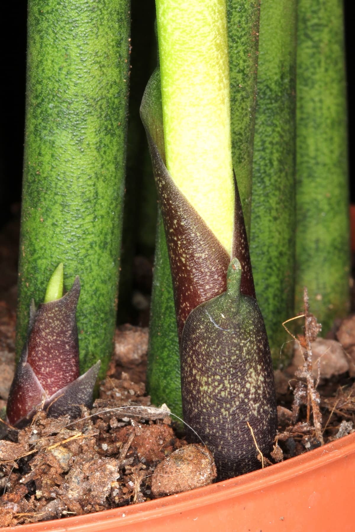 Close view of Dracaena bacularis (Dracaena bacularis) foliage.