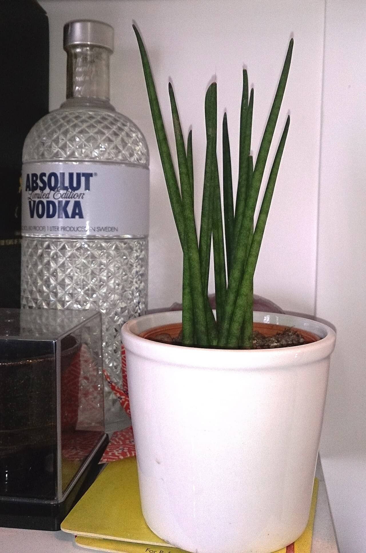 Dracaena bacularis (Dracaena bacularis) growing in a pot.