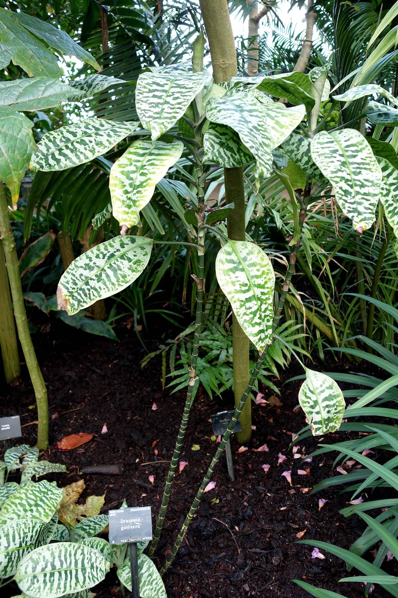Green Zebra (Dracaena goldieana), the whole plant.