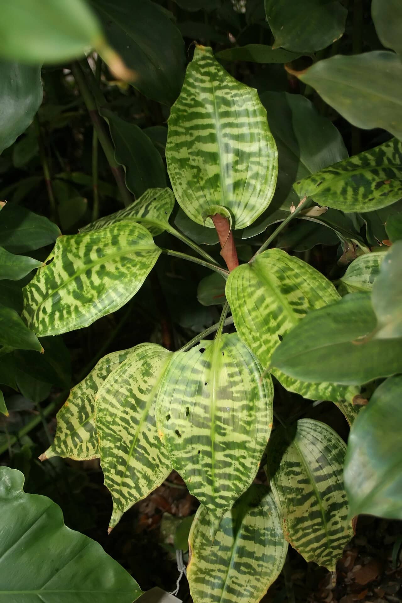 Close view of Green Zebra (Dracaena goldieana) foliage.