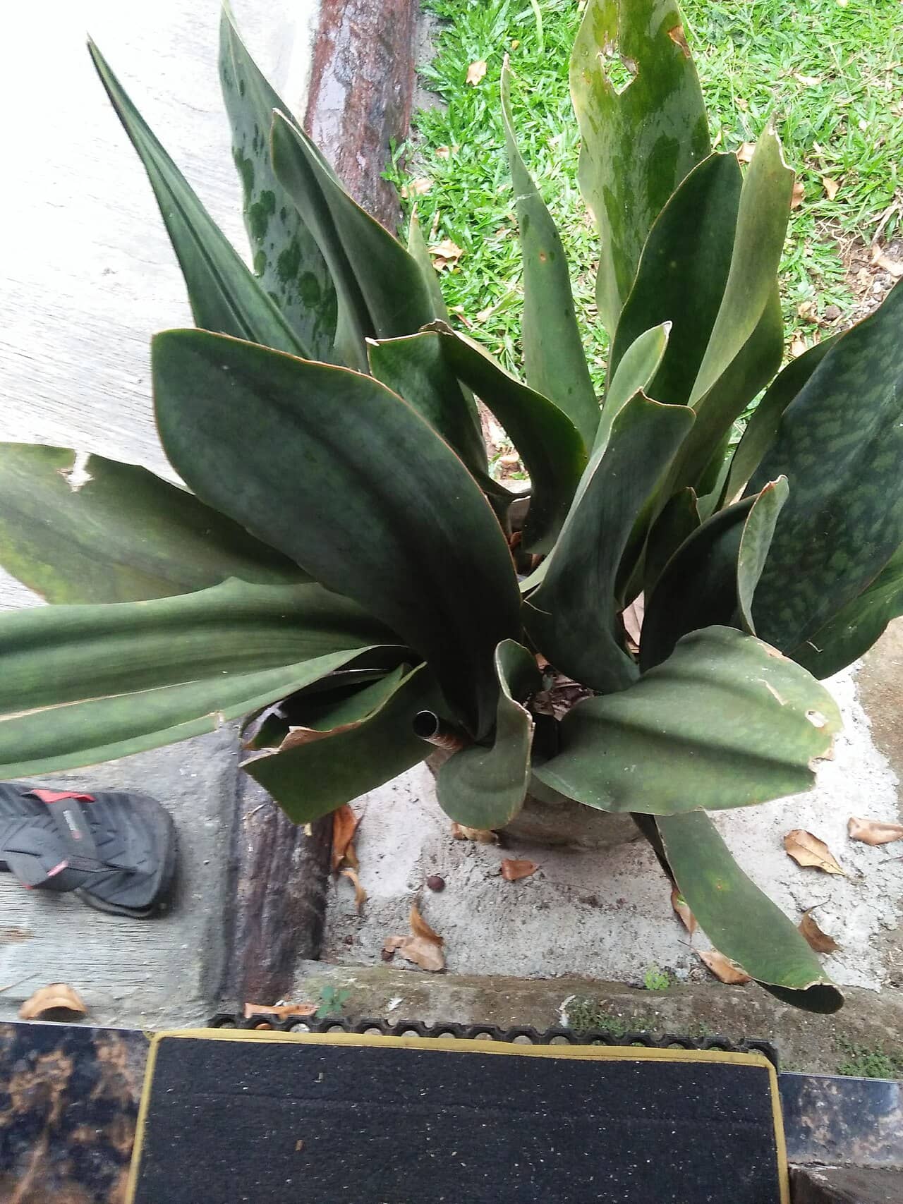 Mason's Congo Snake Plant (Dracaena masoniana), the whole plant.