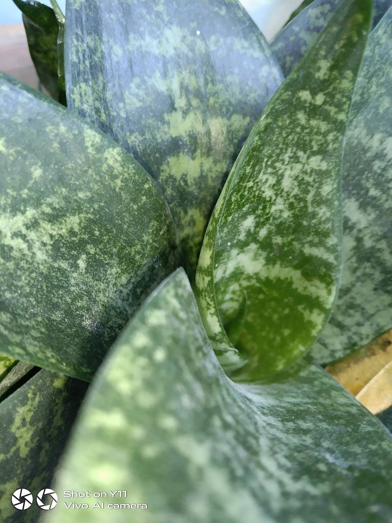 Close view of Mason's Congo Snake Plant (Dracaena masoniana) foliage.