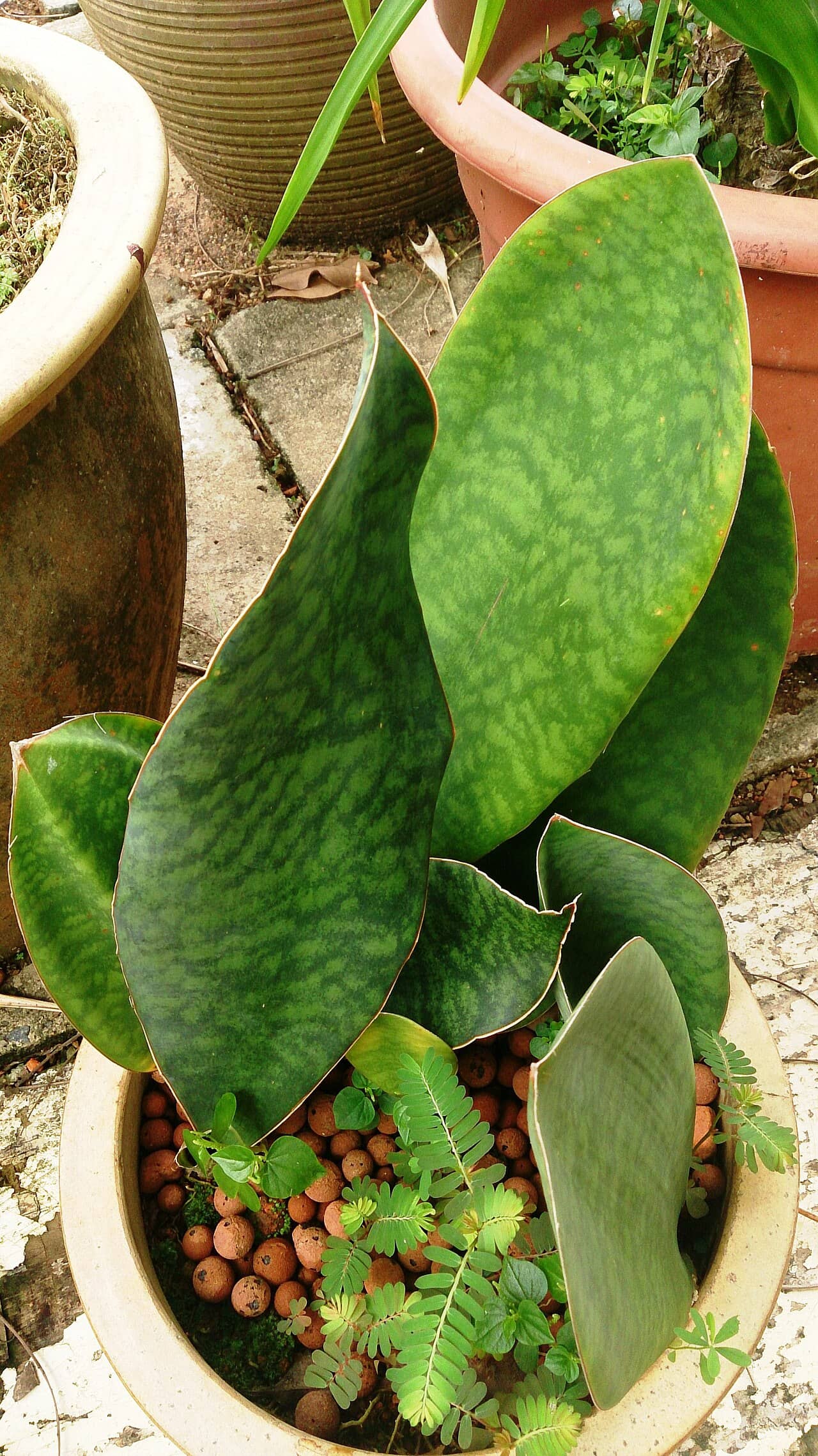 Mason's Congo Snake Plant (Dracaena masoniana) growing in a pot.