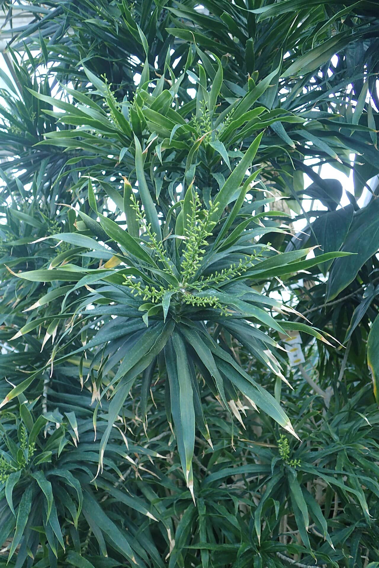 Dracaena reflexa (Dracaena reflexa), the whole plant.