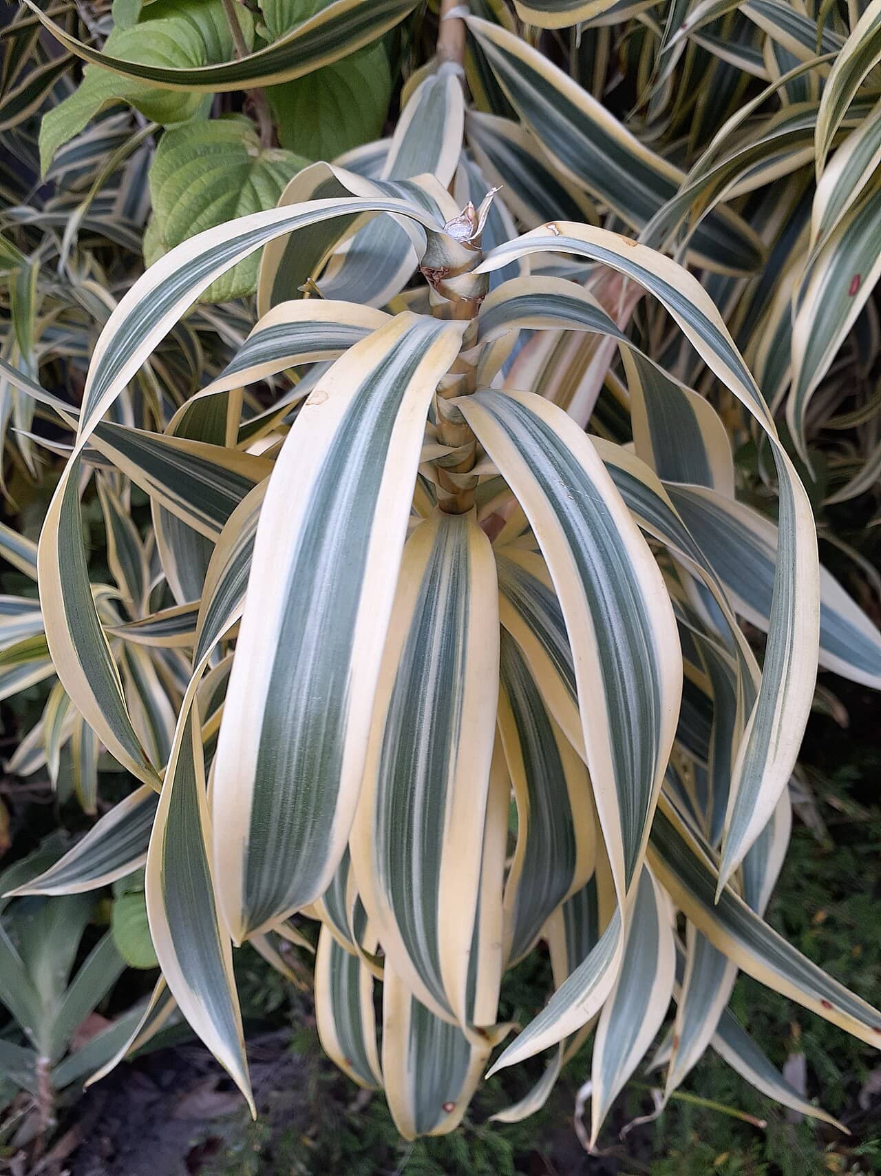 Close view of Dracaena reflexa (Dracaena reflexa) foliage.