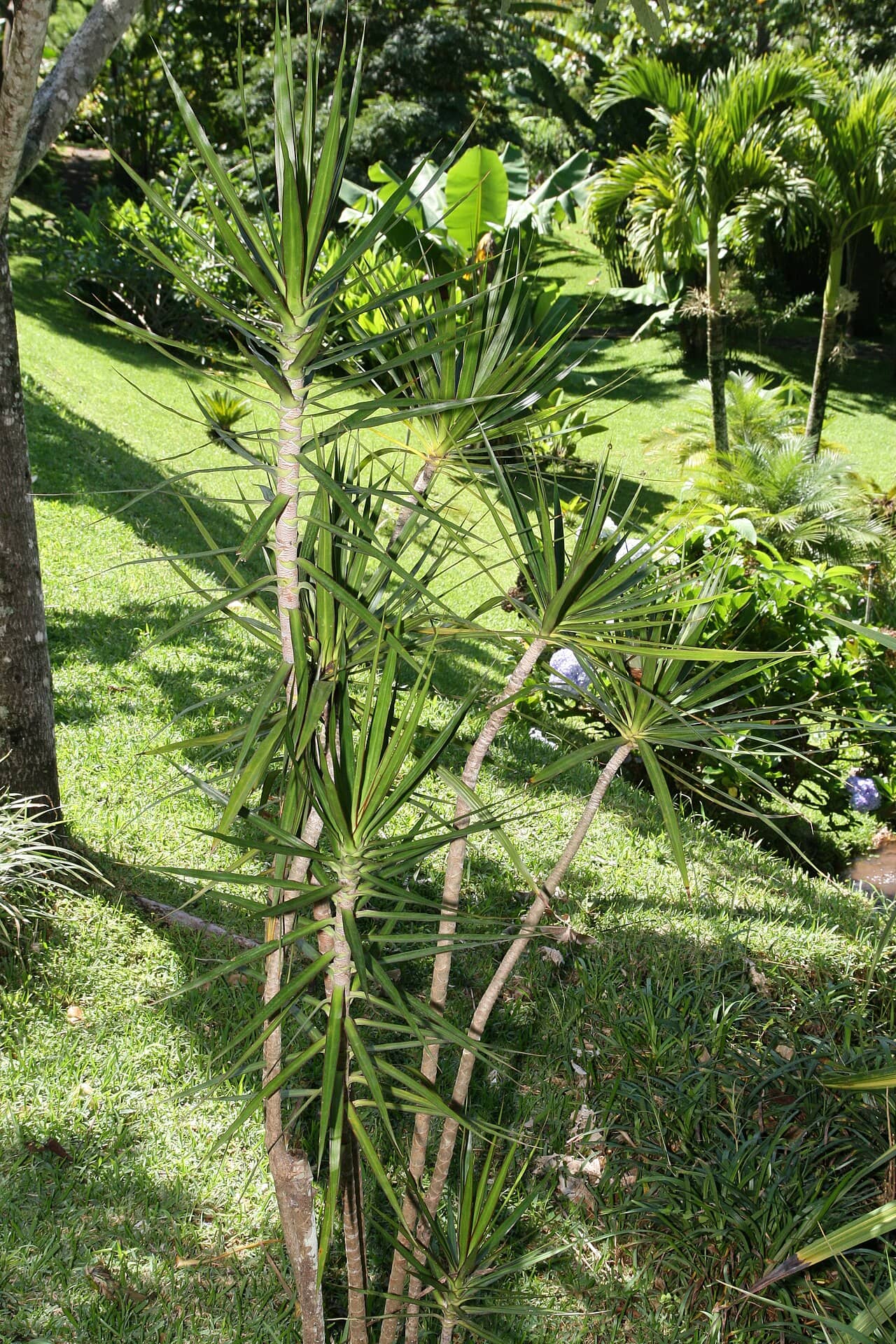 Madagascar dragon tree (Dracaena marginata), the whole plant.