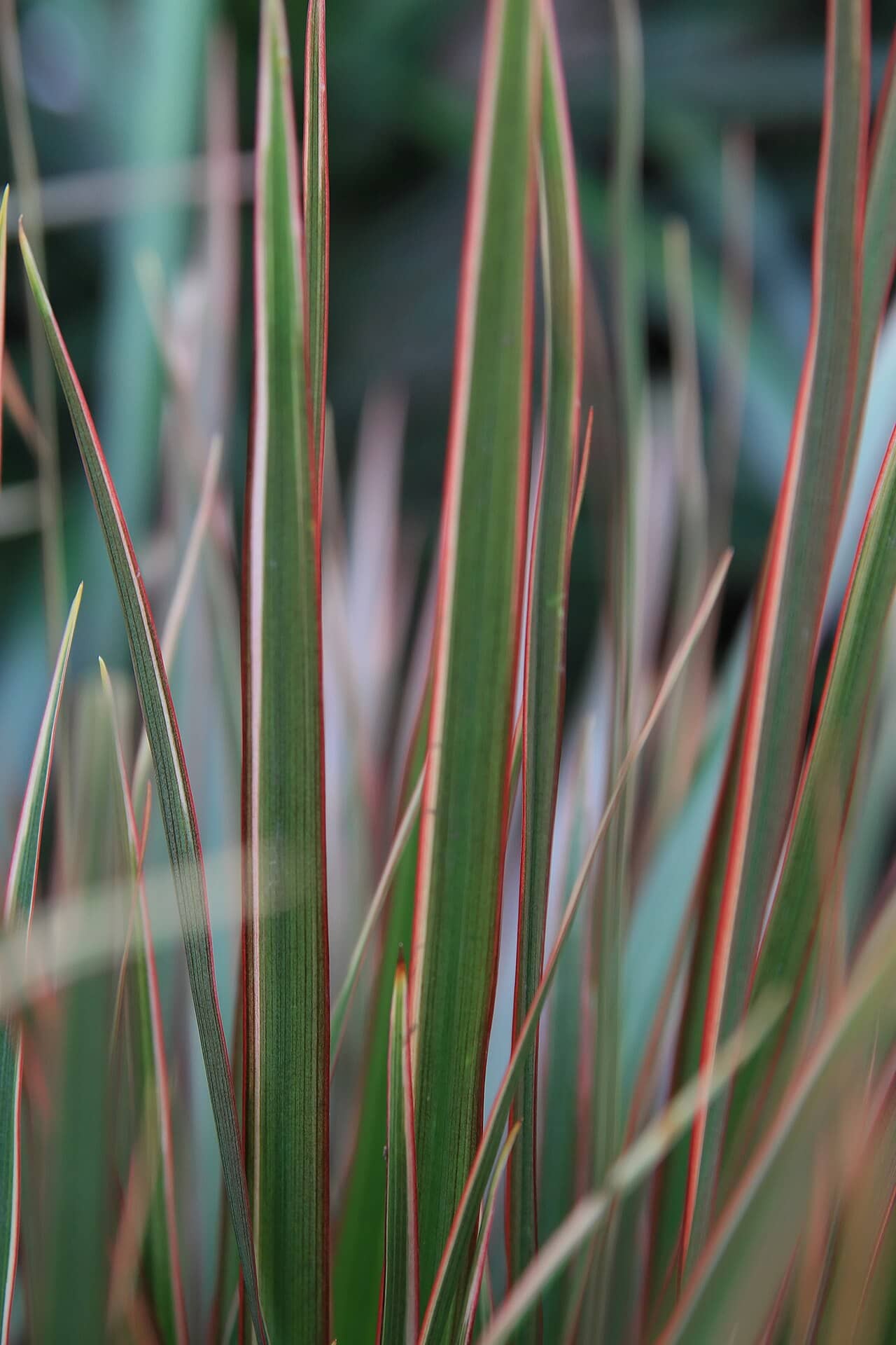 Close view of Madagascar dragon tree (Dracaena marginata) foliage.