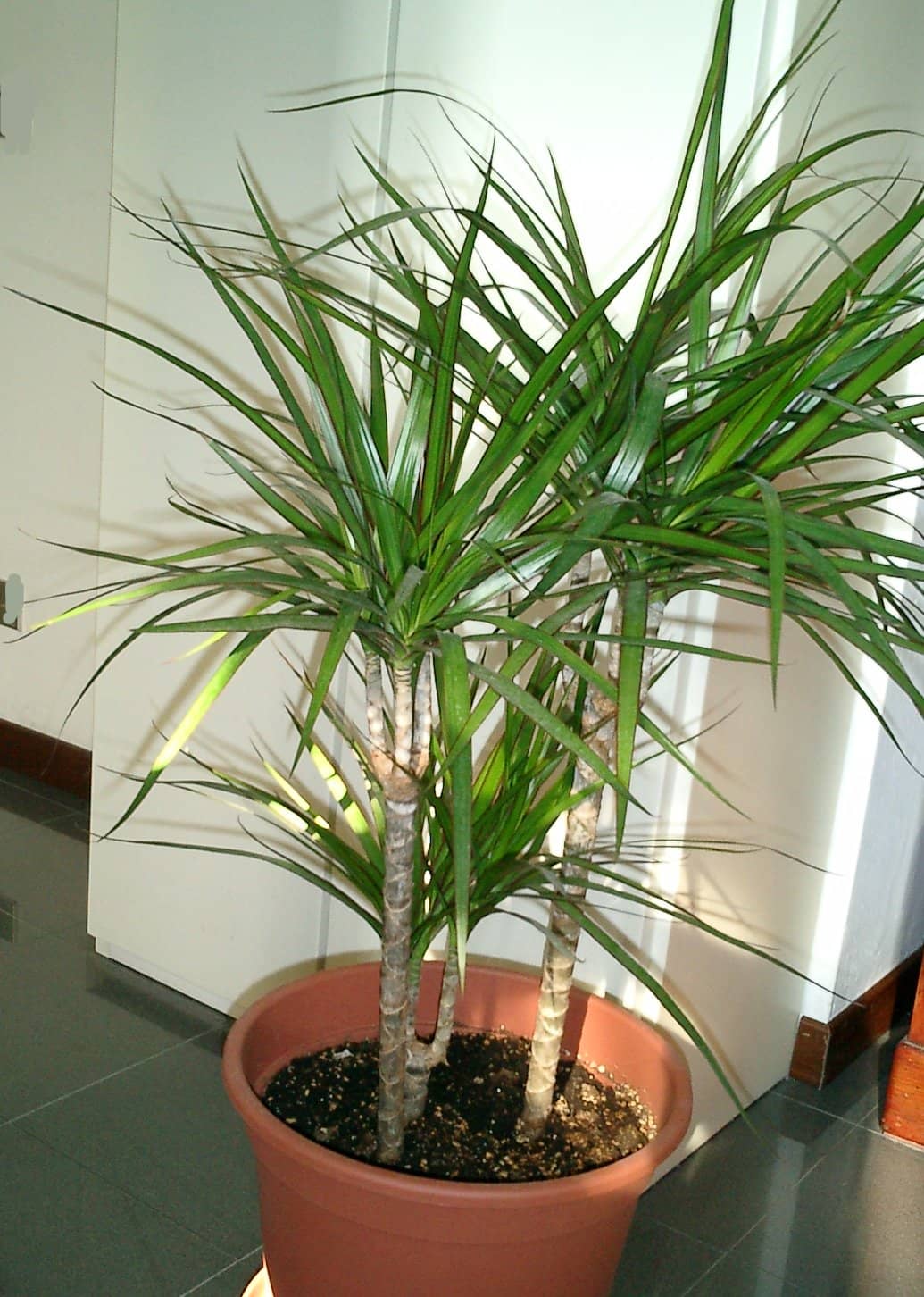 Madagascar dragon tree (Dracaena marginata) growing in a pot.
