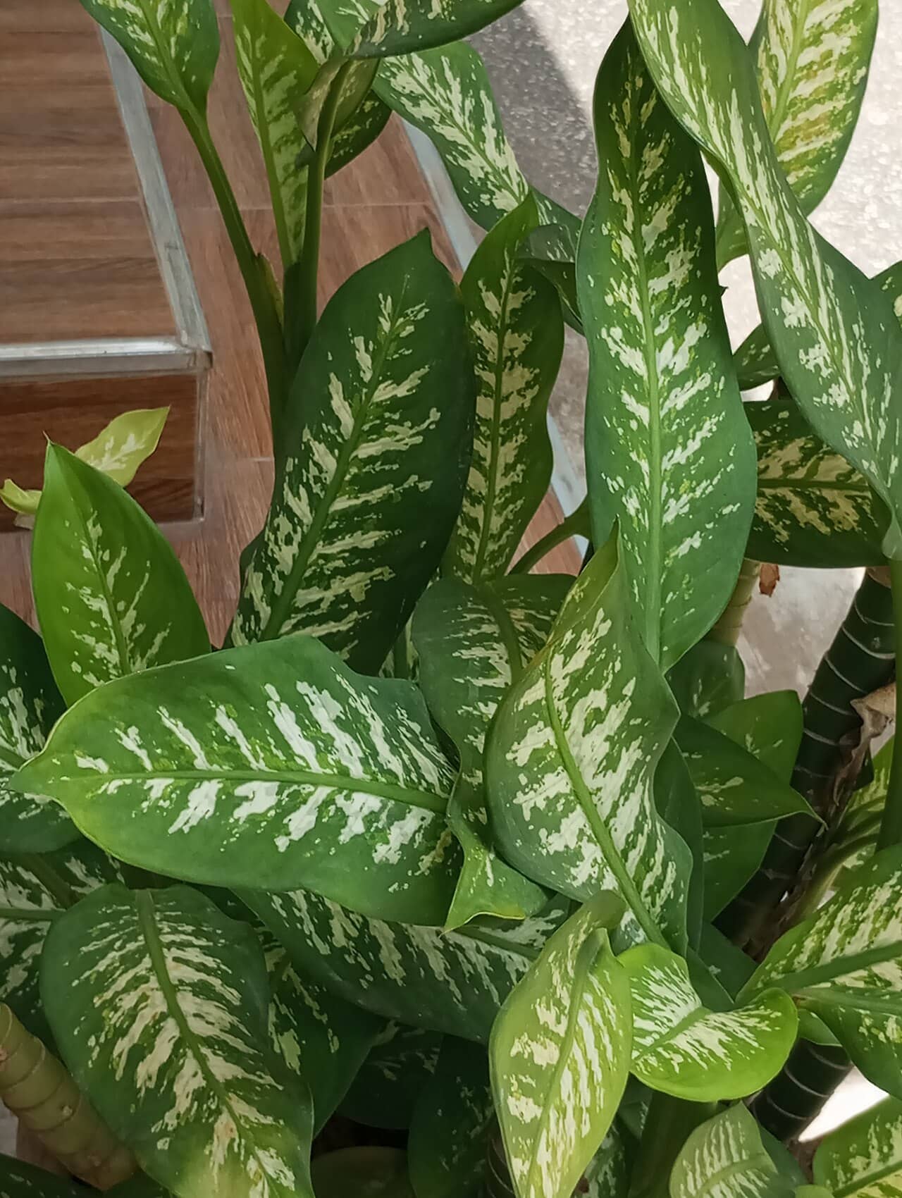 Dumb cane (Dieffenbachia seguine), the whole plant.
