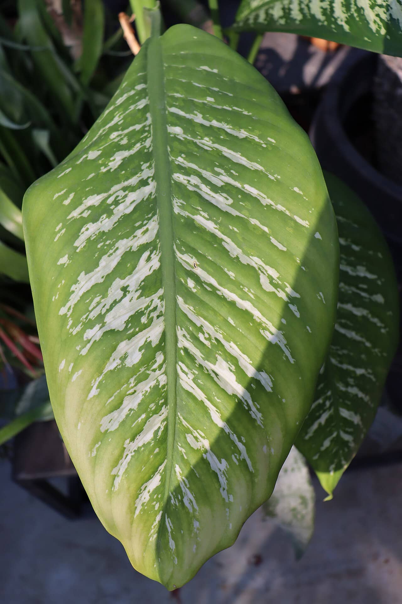 Close view of Dumb cane (Dieffenbachia seguine) foliage.