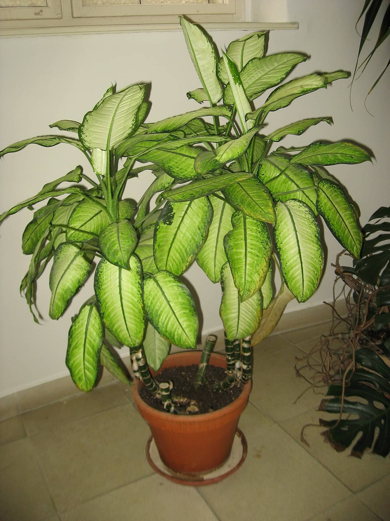 Dumb cane (Dieffenbachia seguine) growing in a pot.