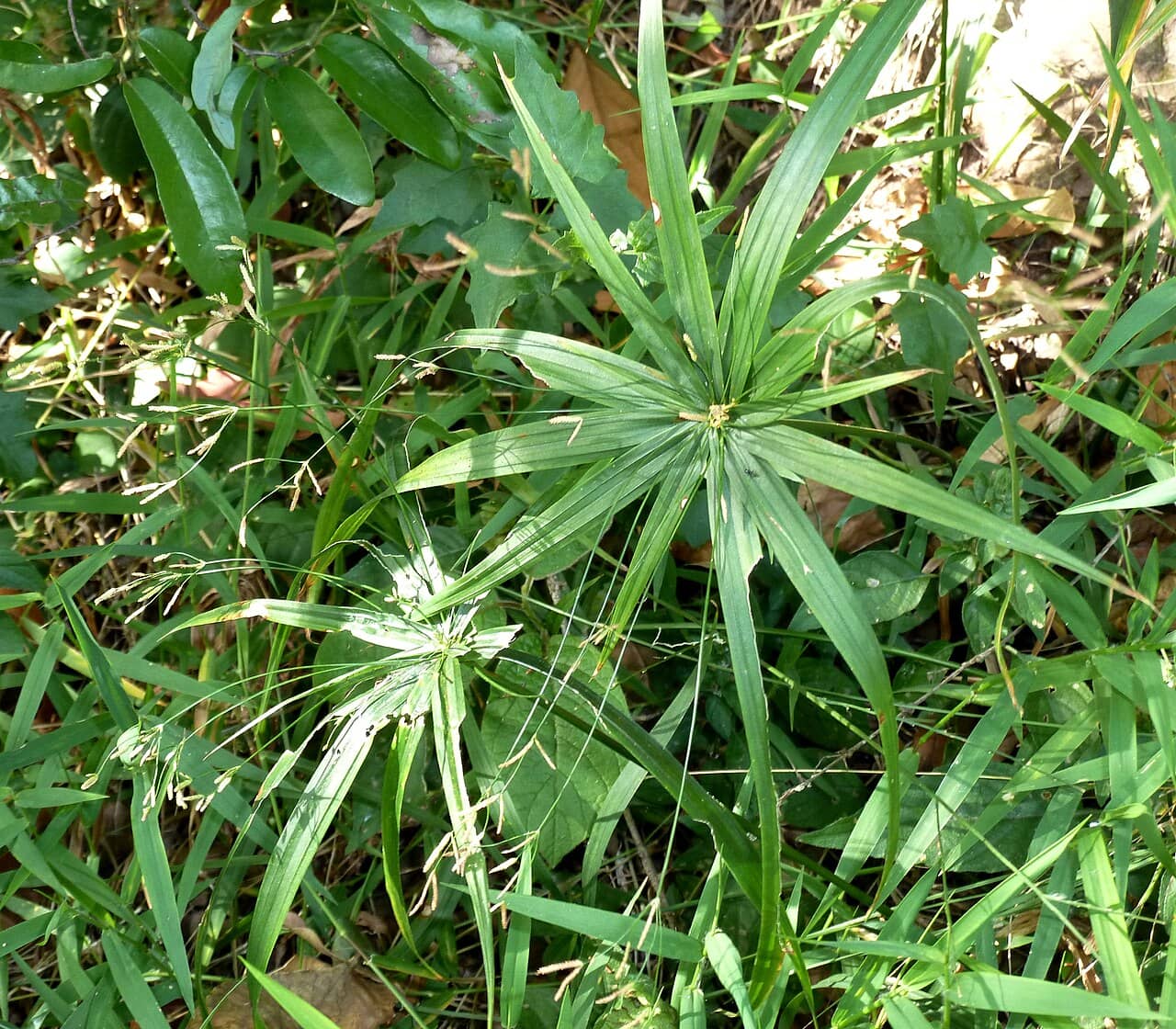 Dwarf umbrella plant (Cyperus albostriatus), the whole plant.