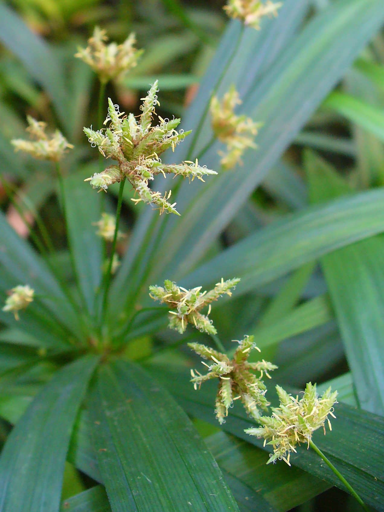 Flowers of Dwarf umbrella plant (Cyperus albostriatus).