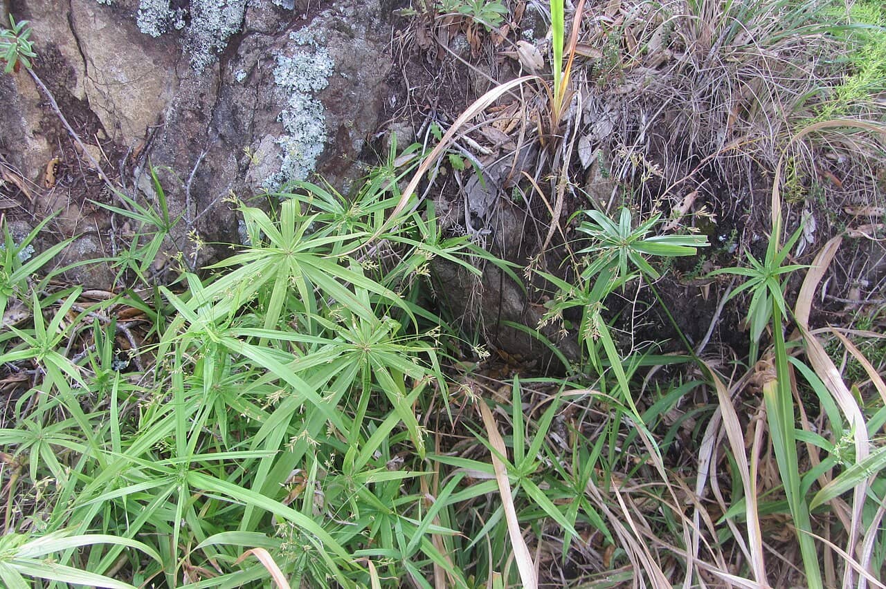 Dwarf umbrella plant (Cyperus albostriatus) growing wild.