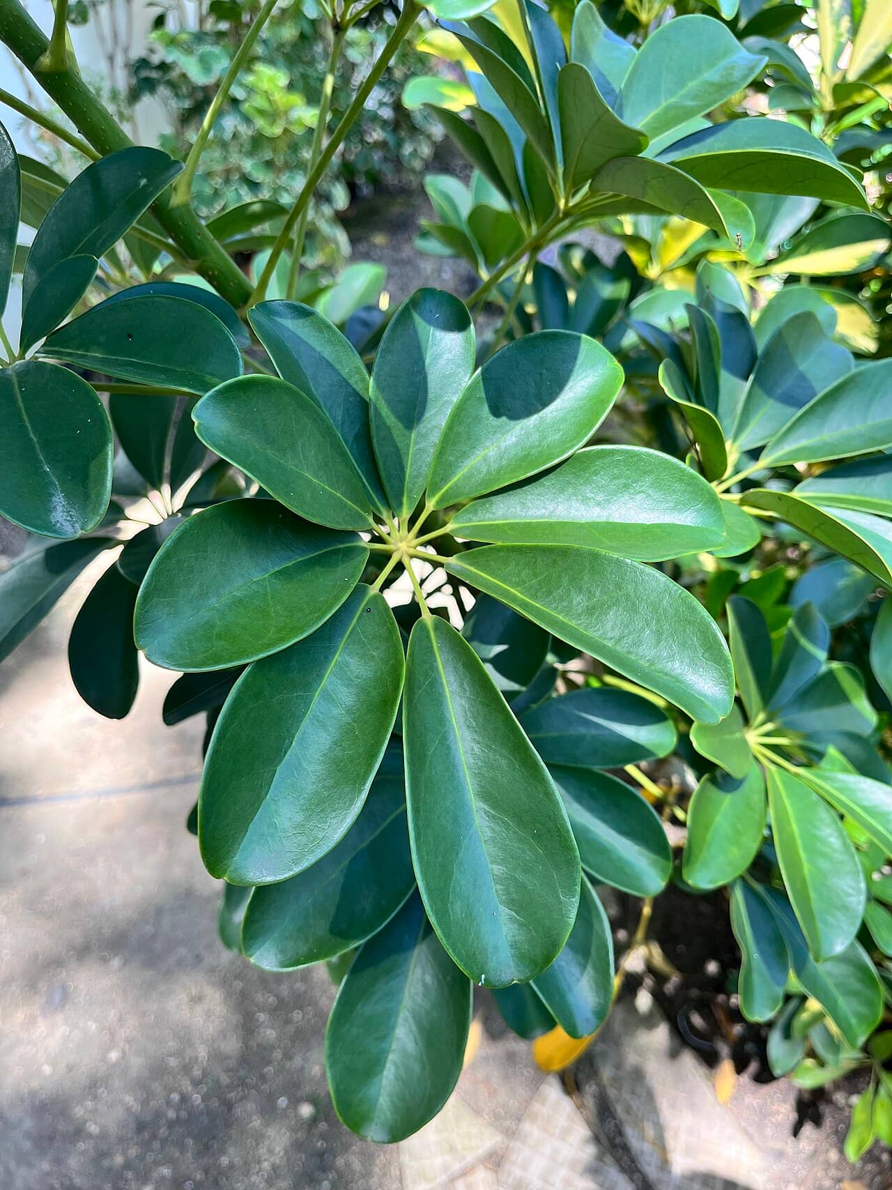 Dwarf umbrella tree (Schefflera arboricola), the whole plant.