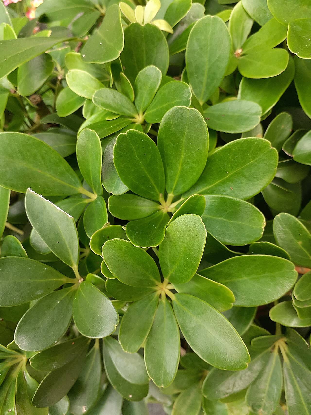 Close view of Dwarf umbrella tree (Schefflera arboricola) foliage.
