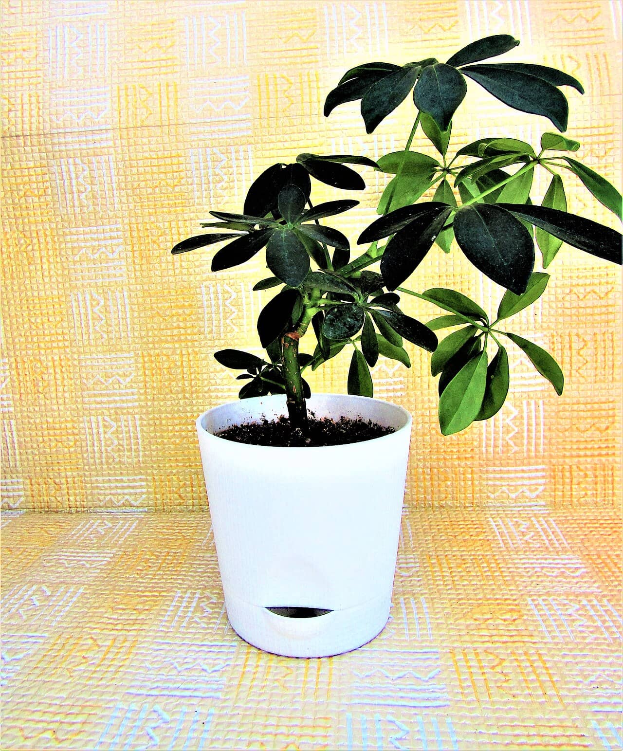 Dwarf umbrella tree (Schefflera arboricola) growing in a pot.