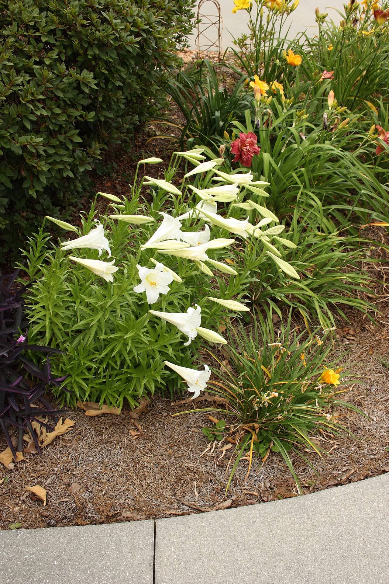 Easter lily (Lilium longiflorum), the whole plant.