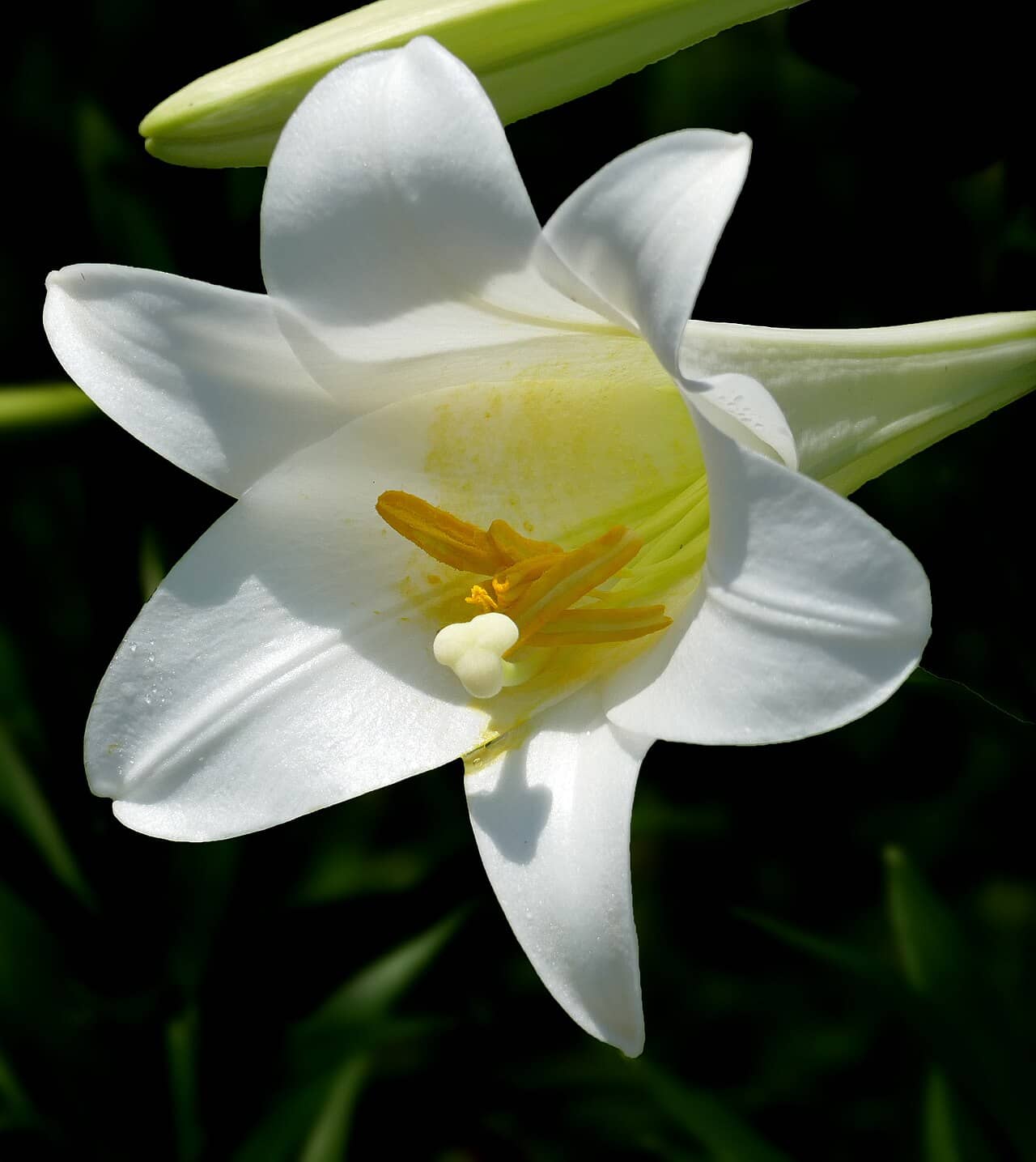 Flowers of Easter lily (Lilium longiflorum).