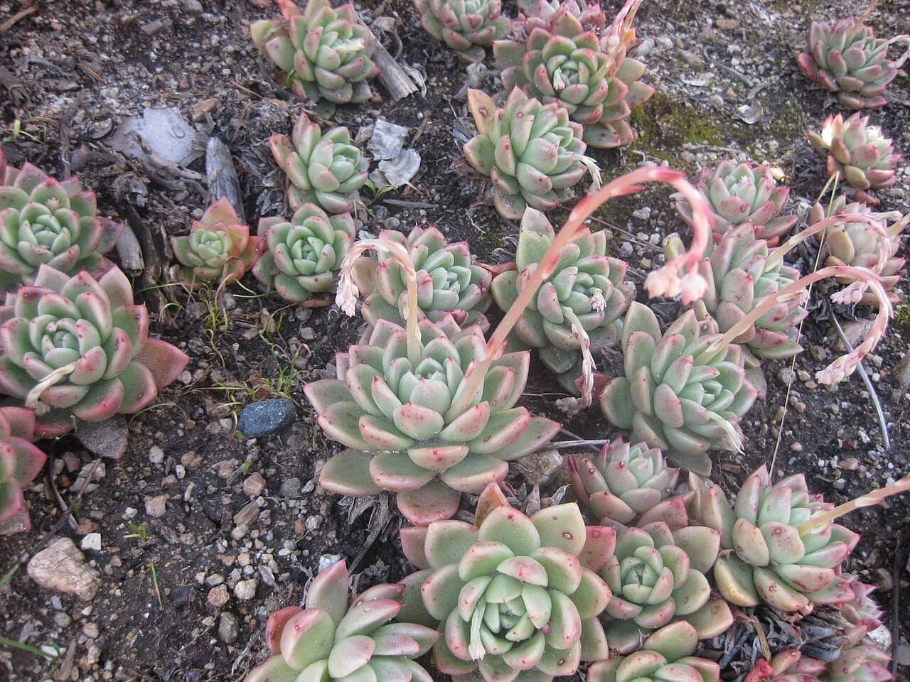 Blue Echeveria (Echeveria × gilva), the whole plant.