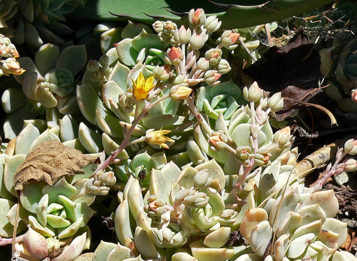 Copper Rose (Echeveria multicaulis), the whole plant.