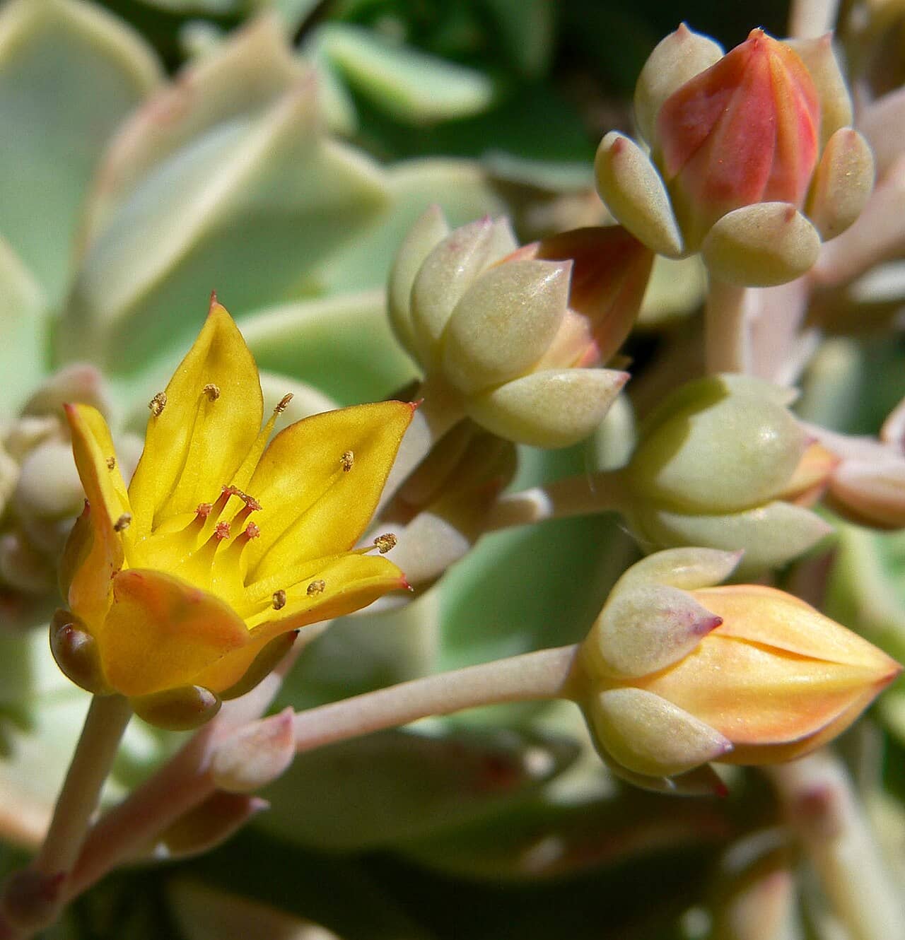 Flowers of Copper Rose (Echeveria multicaulis).