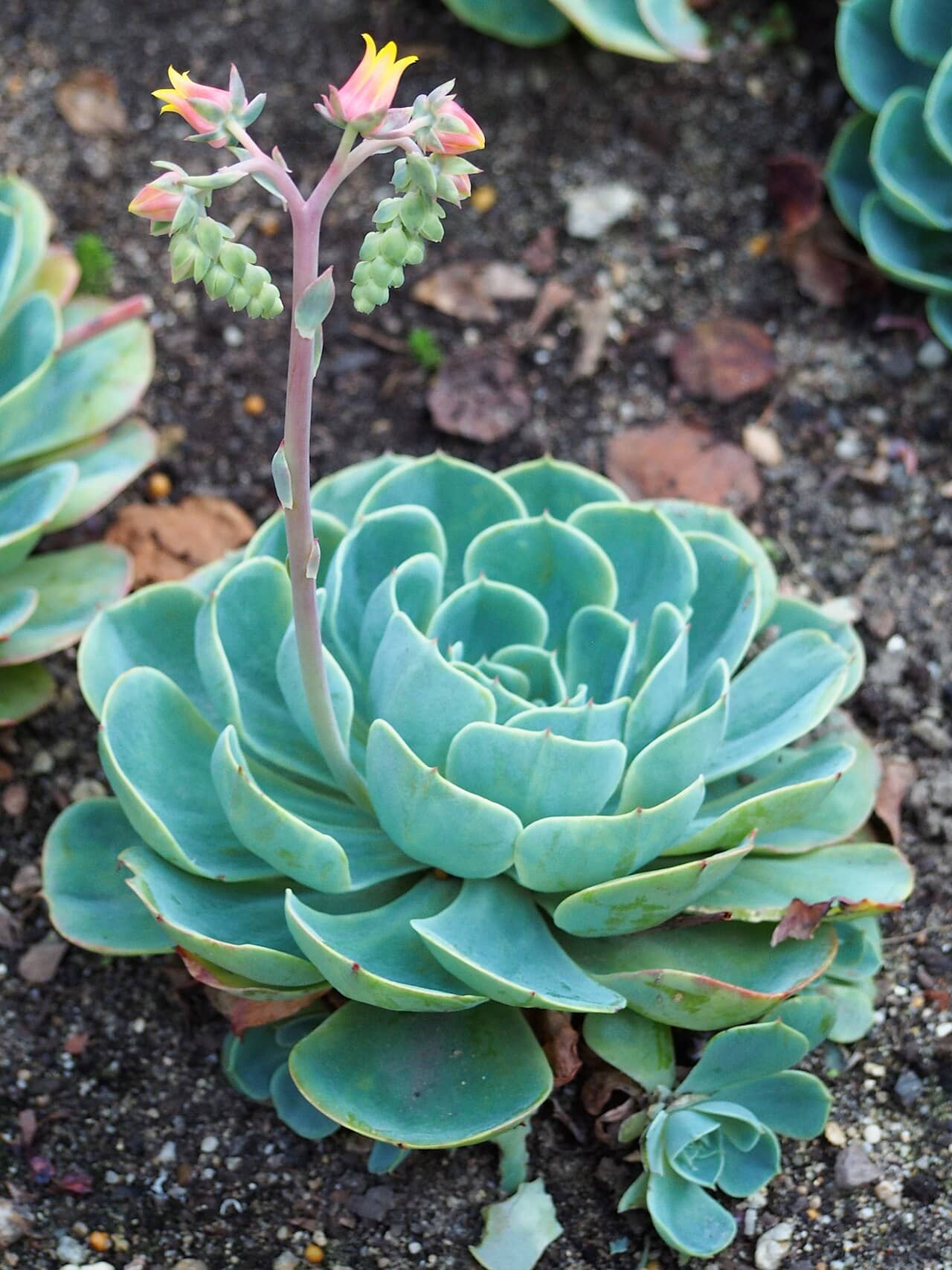 Blue Echeveria (Echeveria secunda), the whole plant.