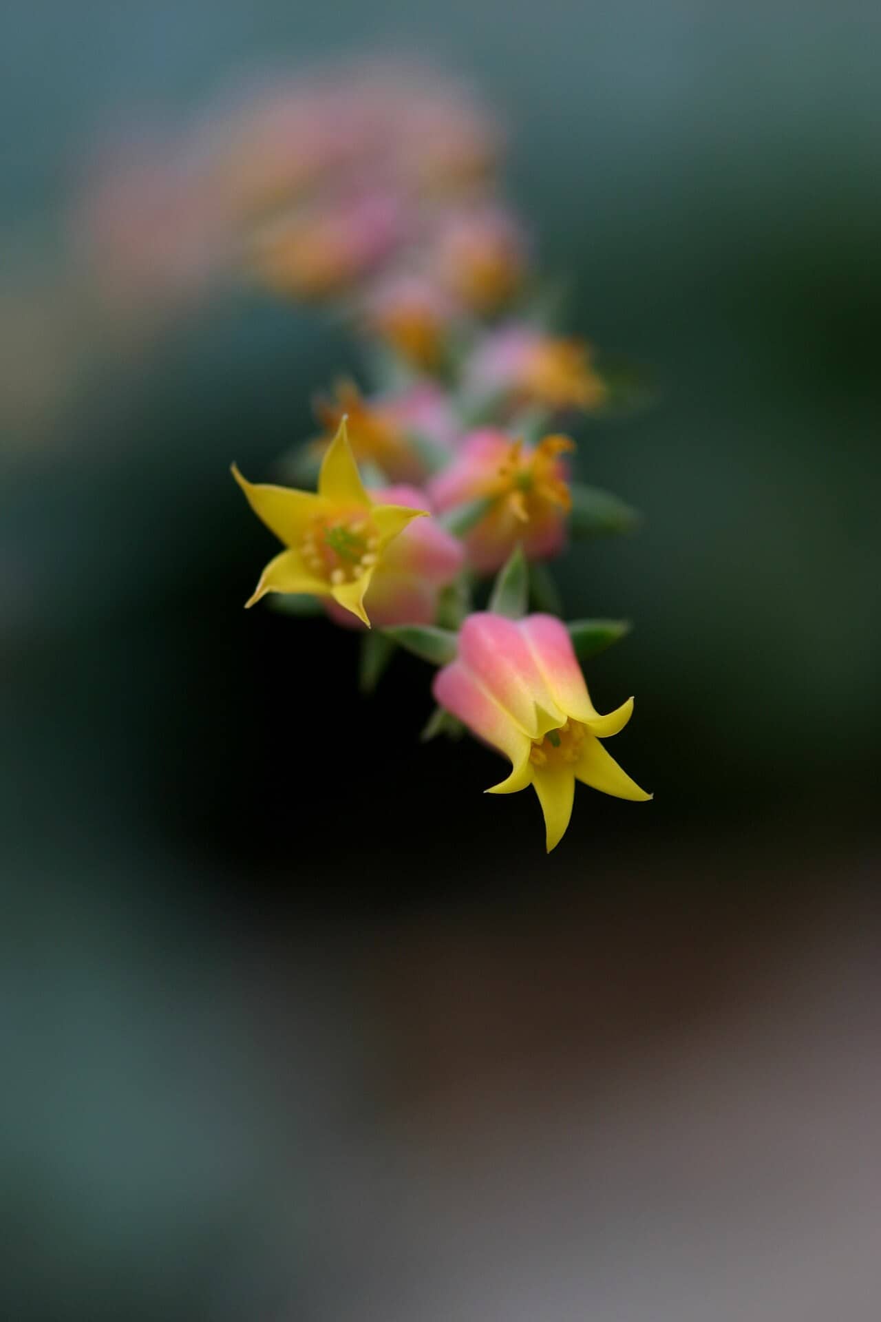 Flowers of Blue Echeveria (Echeveria secunda).