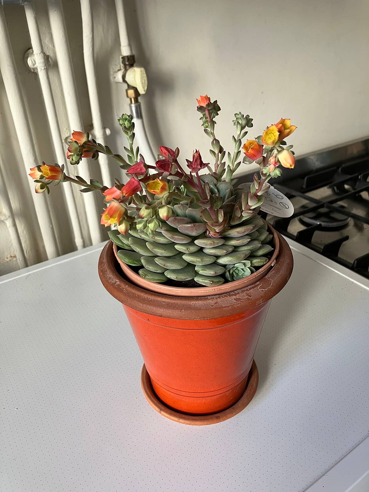 Blue Echeveria (Echeveria secunda) growing in a pot.