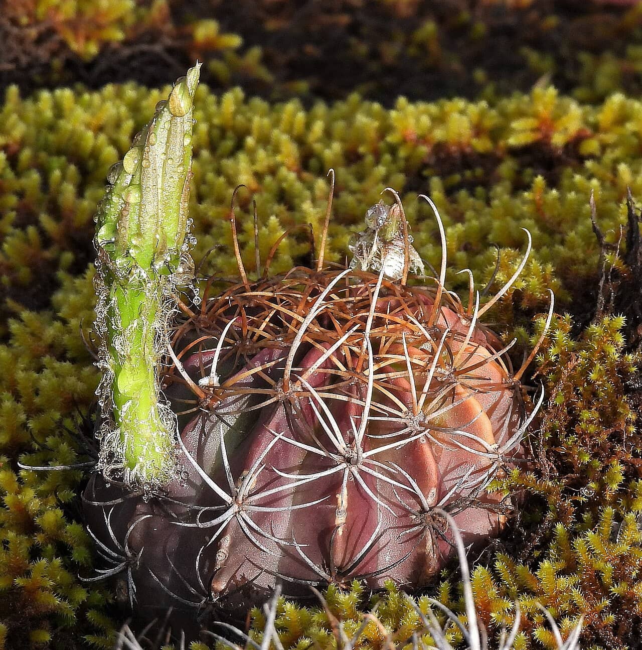 Dominos Easter Lily Cactus (Echinopsis ancistrophora), the whole plant.