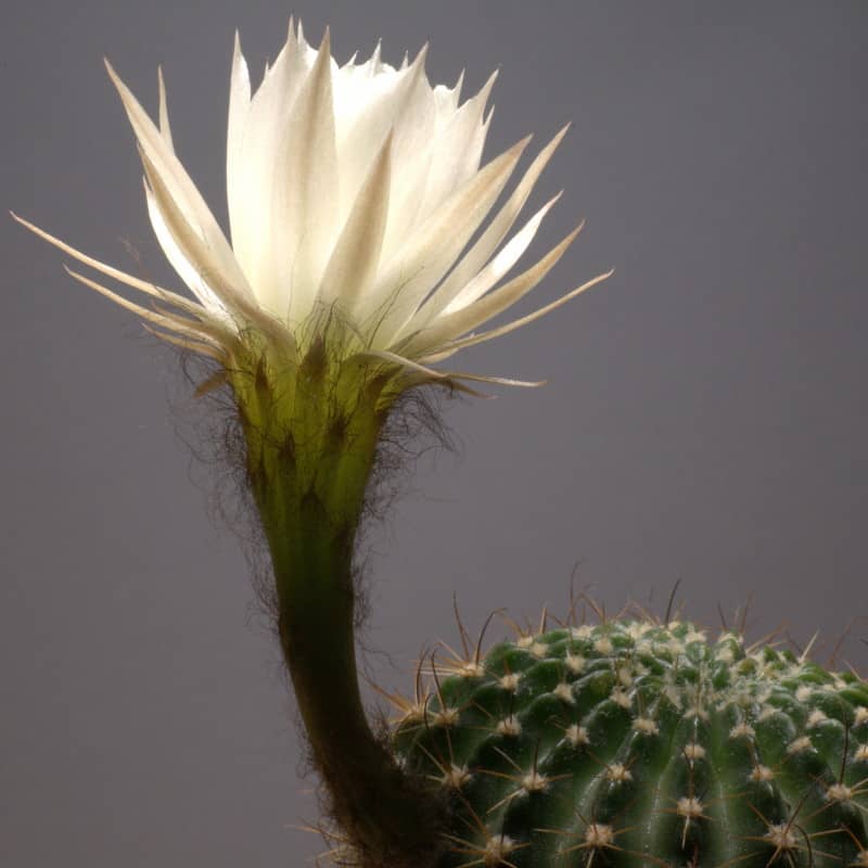 Flowers of Dominos Easter Lily Cactus (Echinopsis ancistrophora).