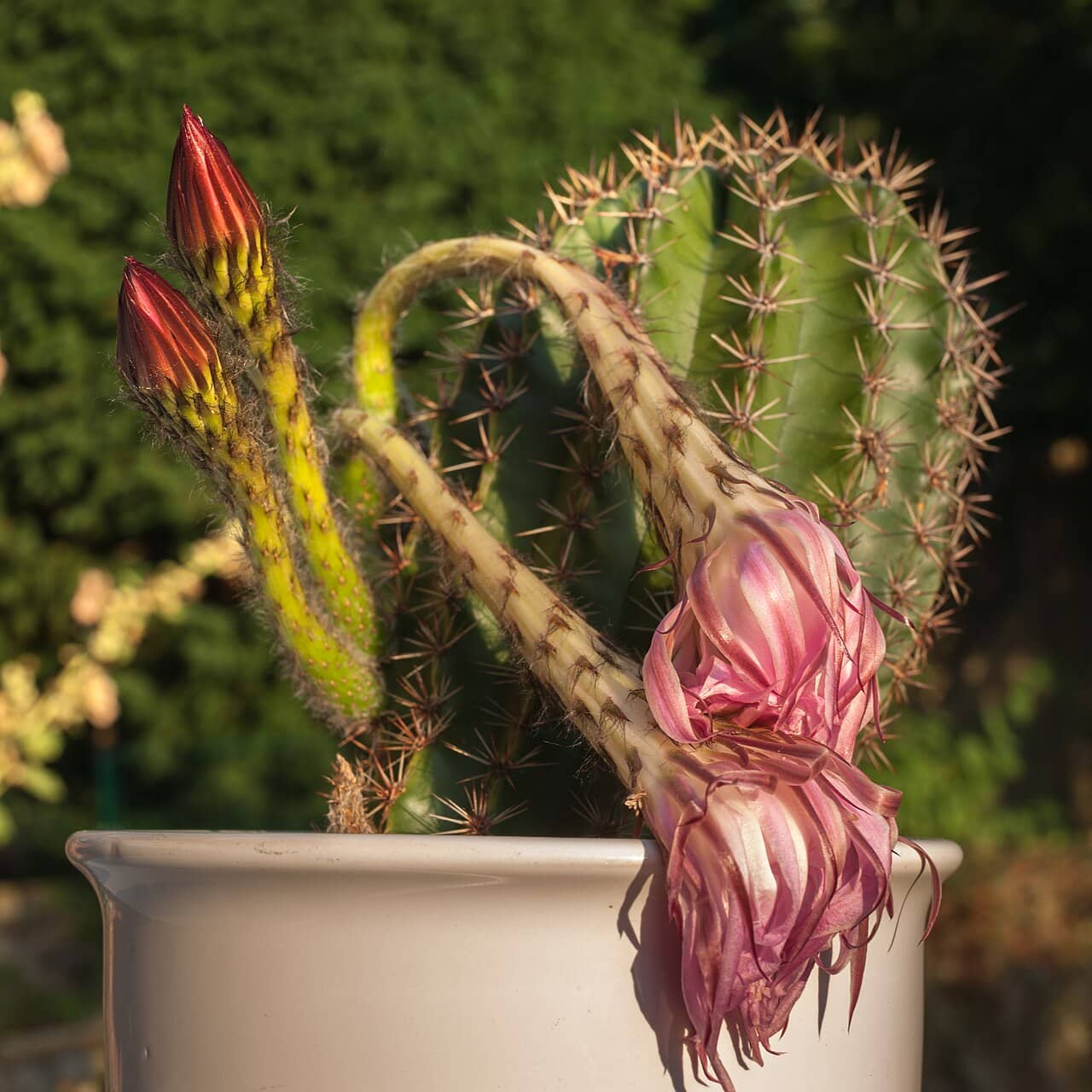 Easter Lily Cactus (Echinopsis oxygona), the whole plant.
