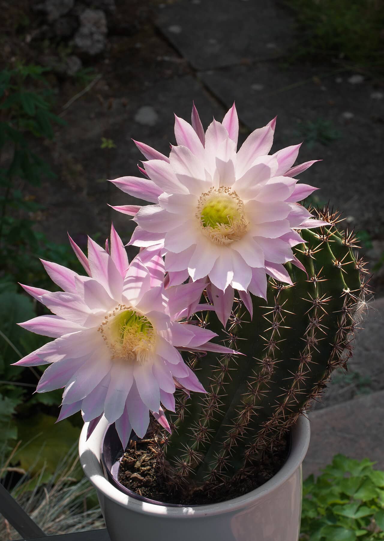 Flowers of Easter Lily Cactus (Echinopsis oxygona).