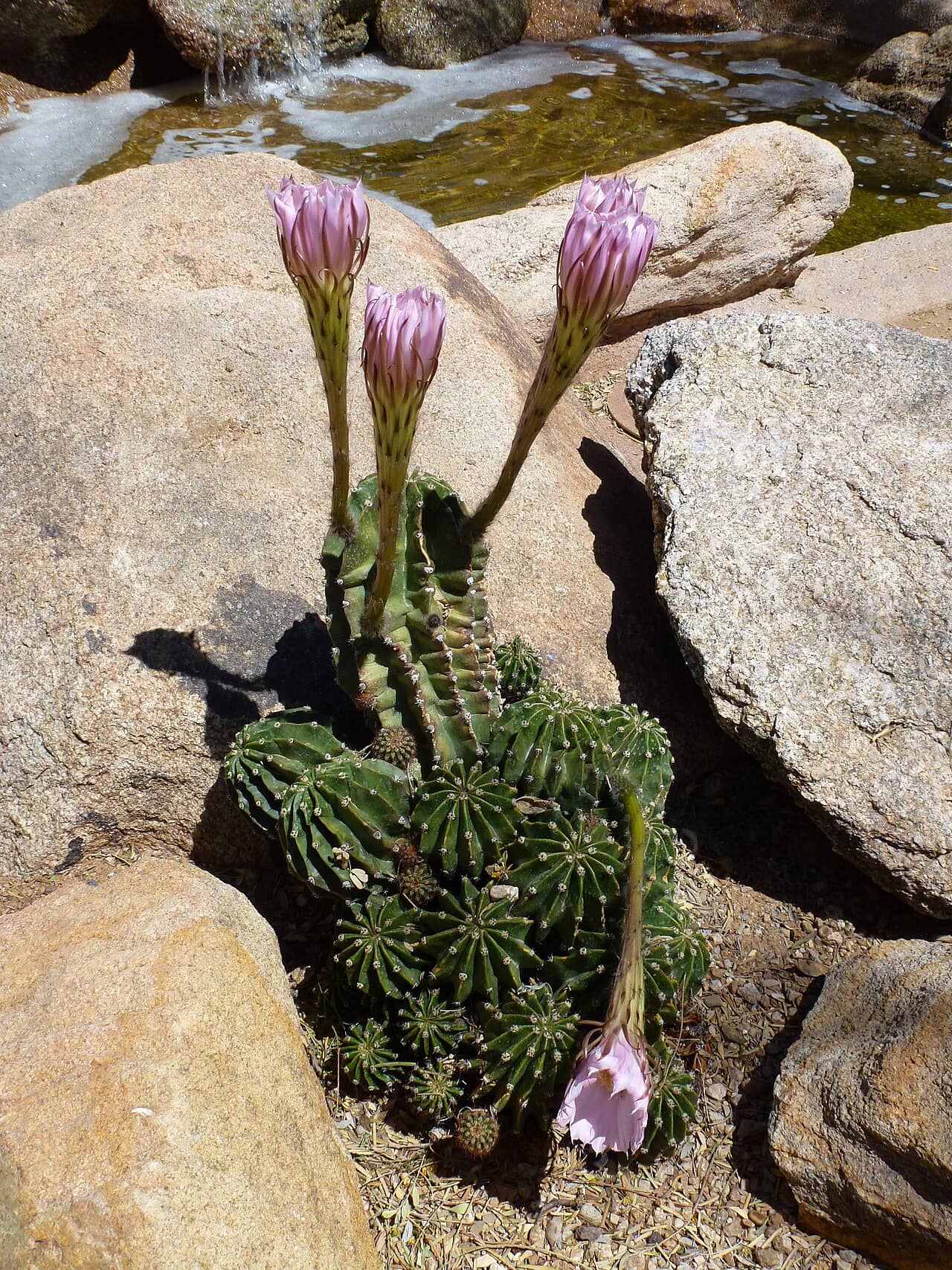 Easter Lily Cactus (Echinopsis oxygona) growing wild.