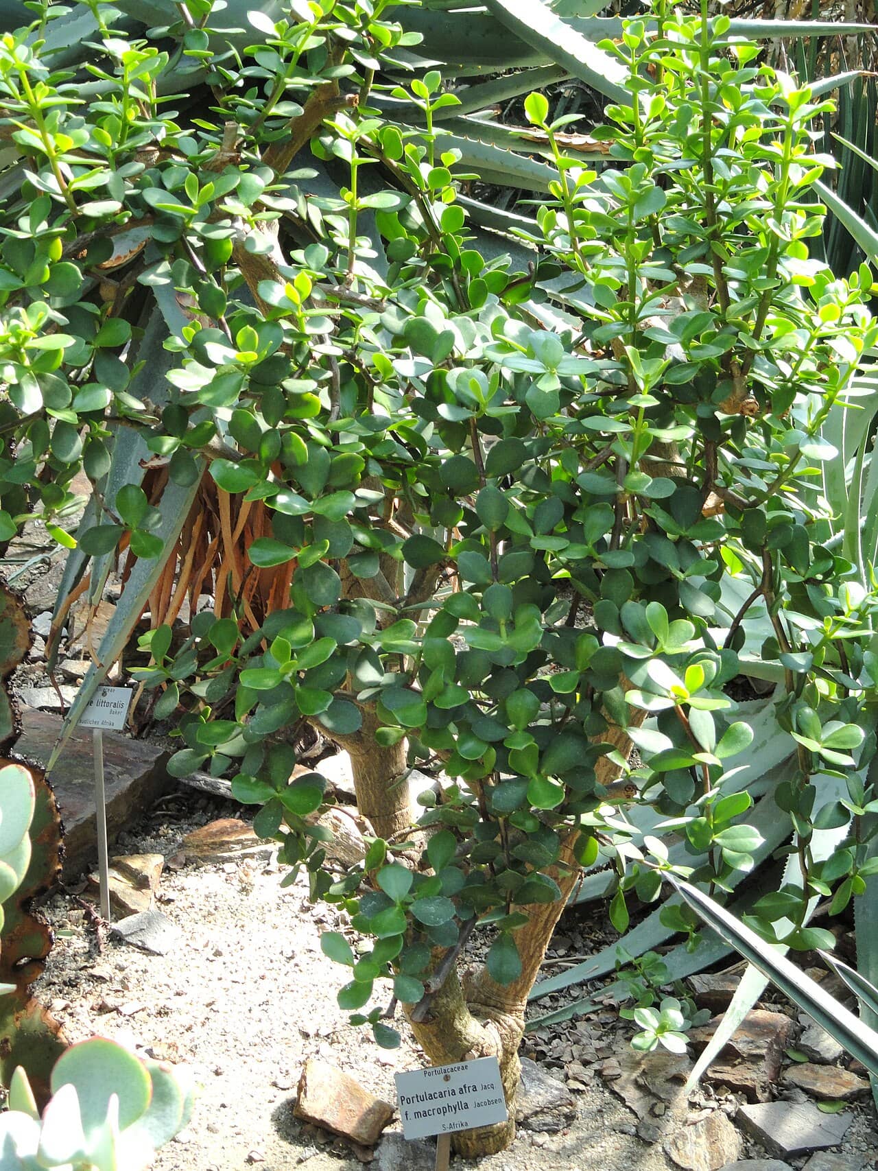 Elephant bush (Portulacaria afra), the whole plant.