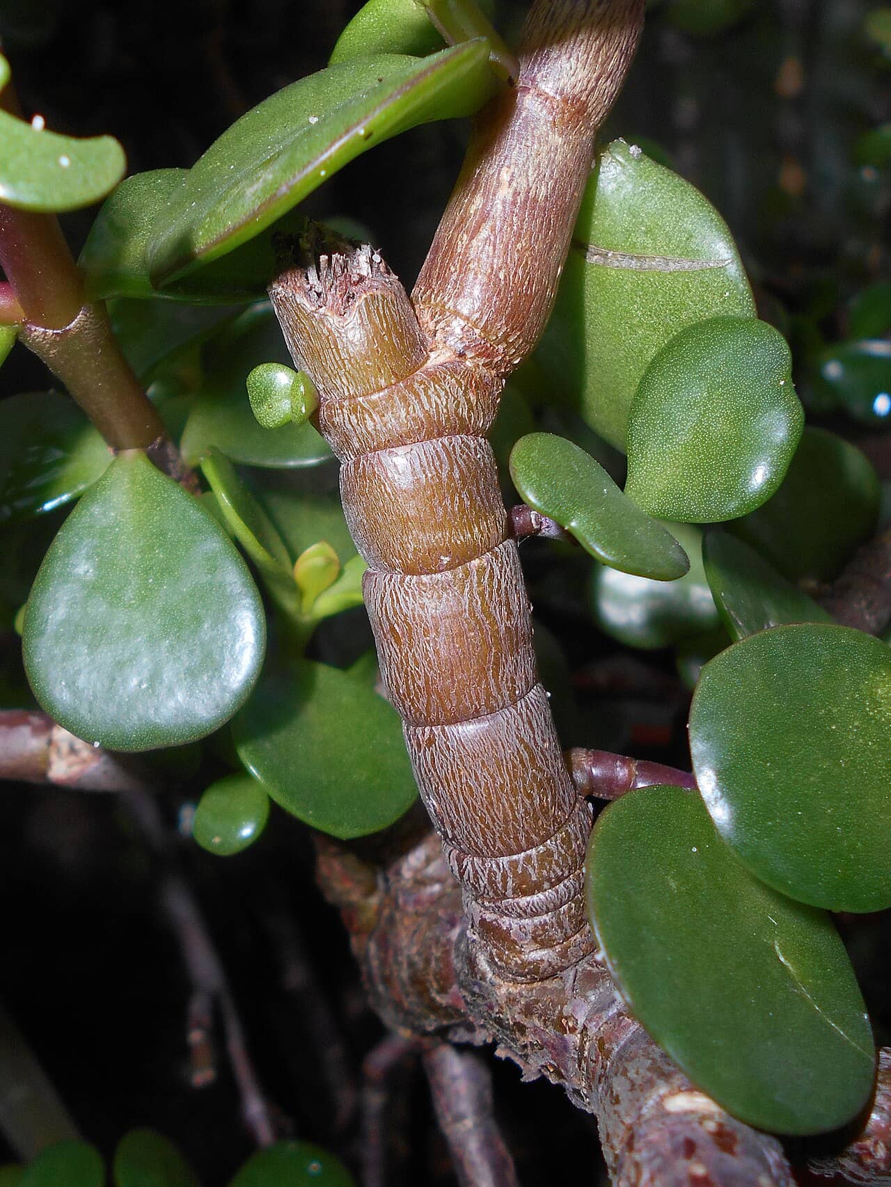 Close view of Elephant bush (Portulacaria afra) foliage.