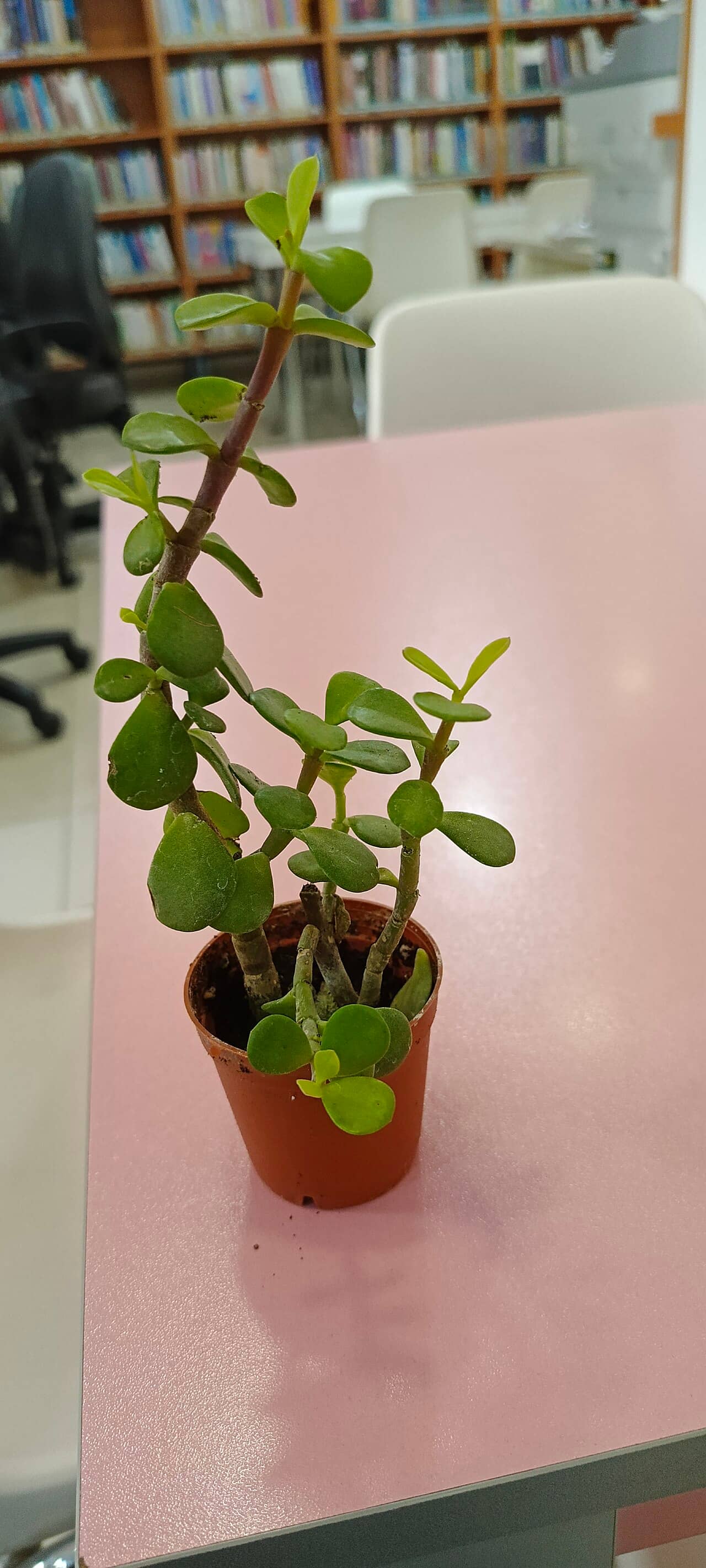 Elephant bush (Portulacaria afra) growing in a pot.