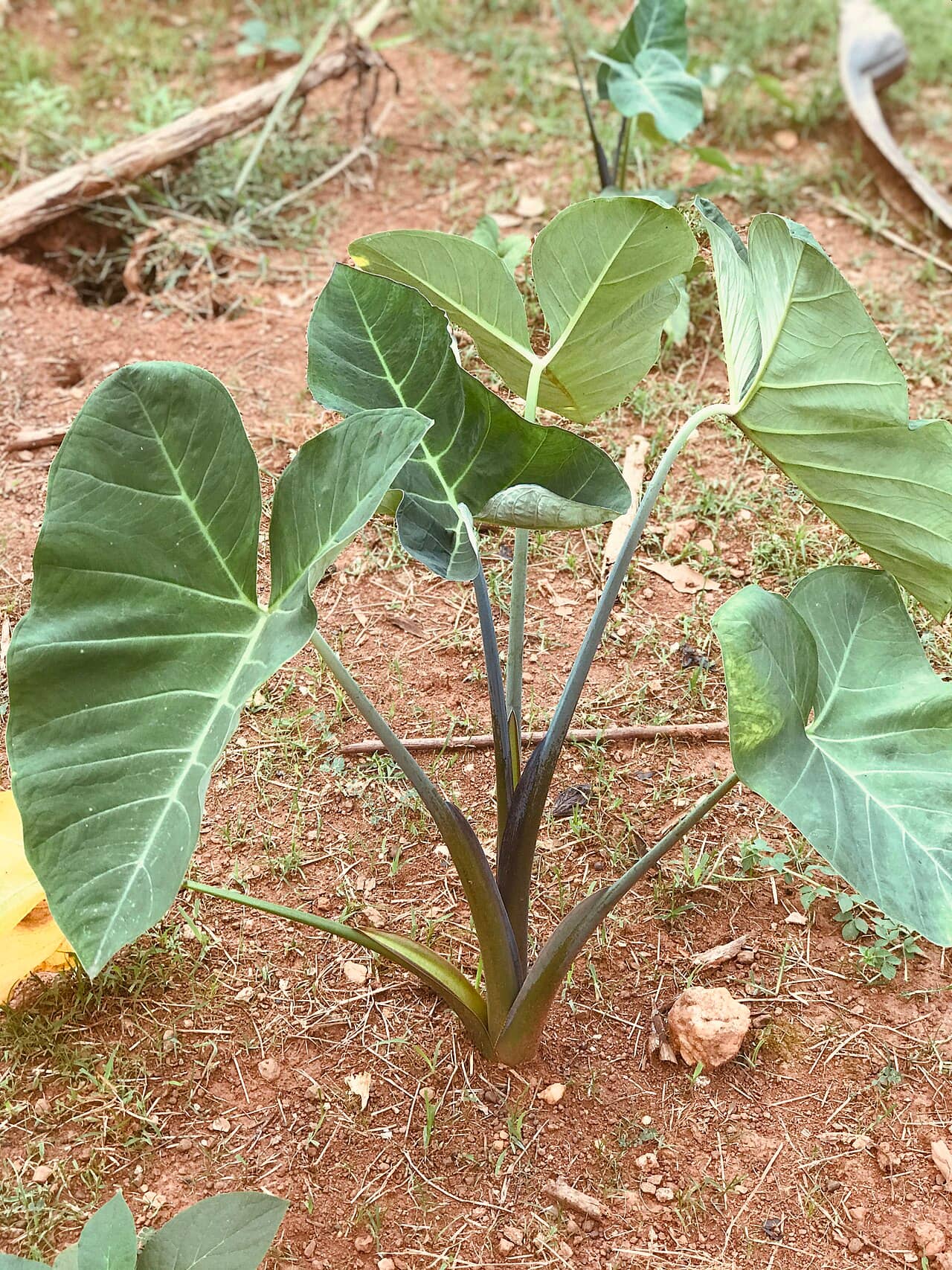 Elephant ear (Colocasia esculenta), the whole plant.