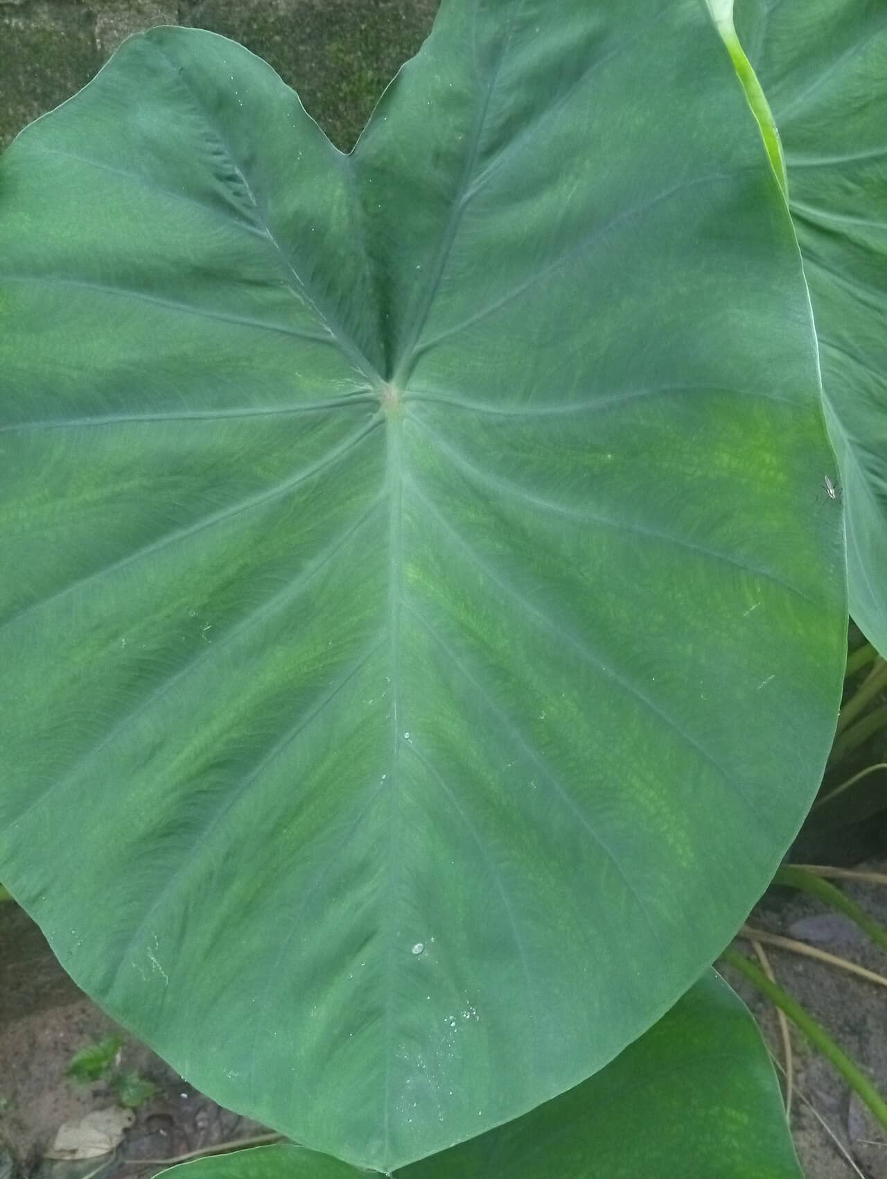 Close view of Elephant ear (Colocasia esculenta) foliage.