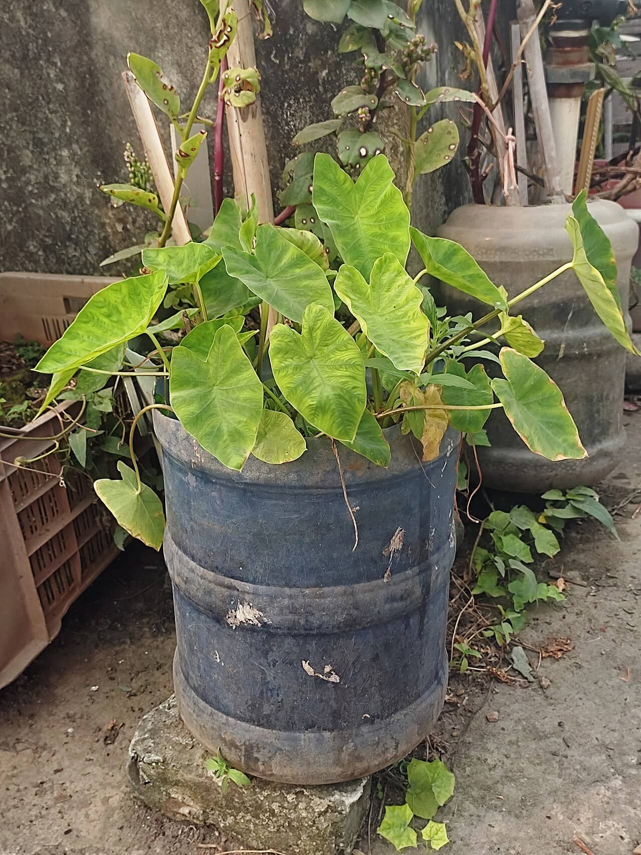 Elephant ear (Colocasia esculenta) growing in a pot.