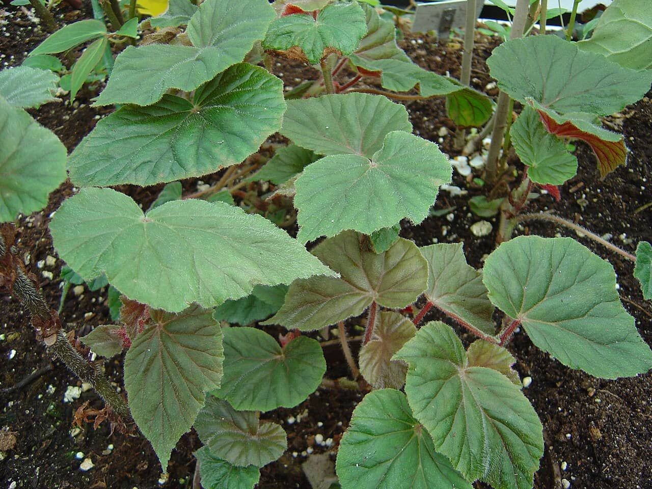 Elephant-Ear Begonia (Begonia scharffiana), the whole plant.