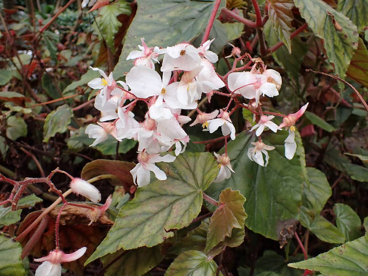 Flowers of Elephant-Ear Begonia (Begonia scharffiana).